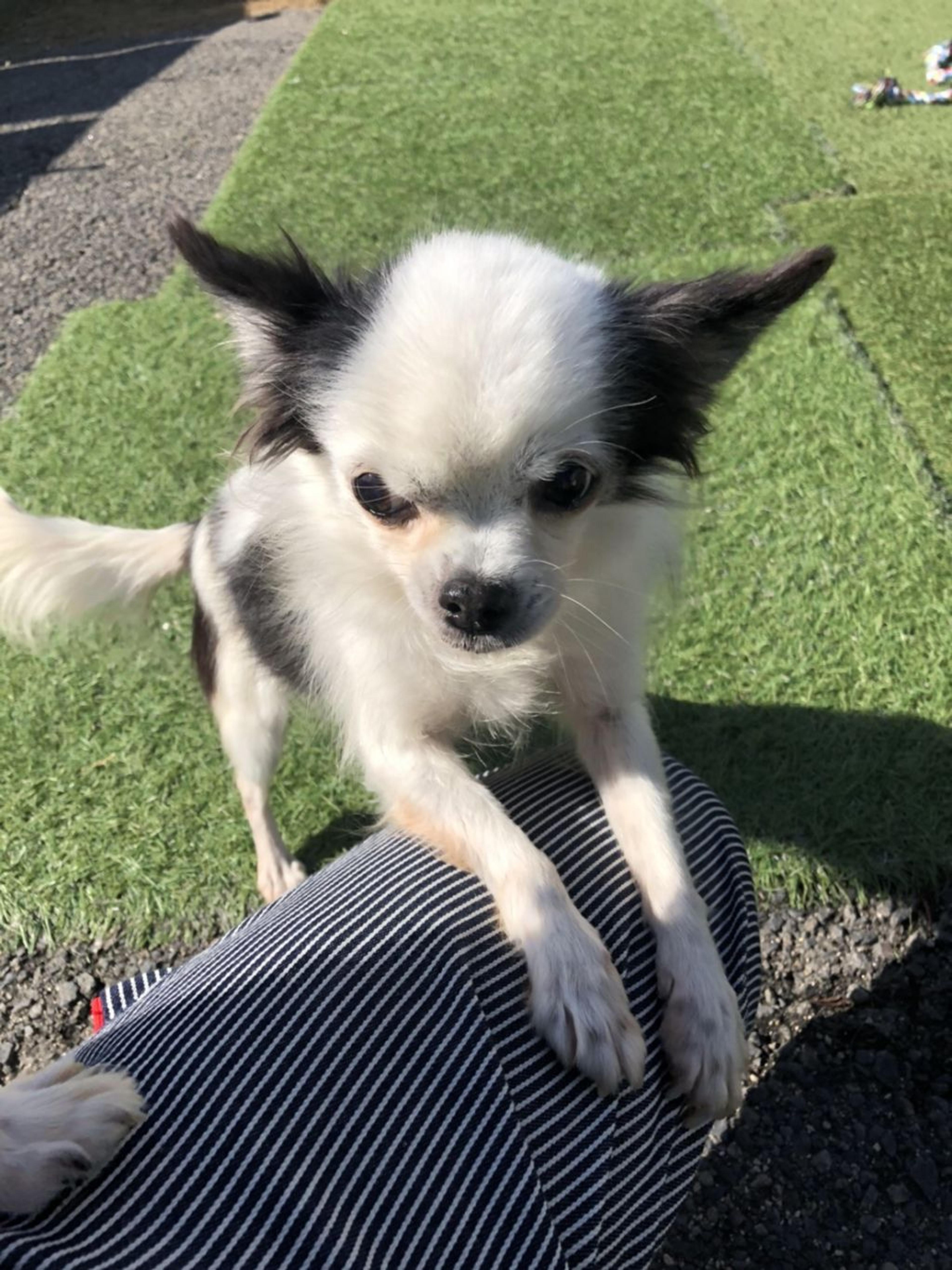 pet-image-4