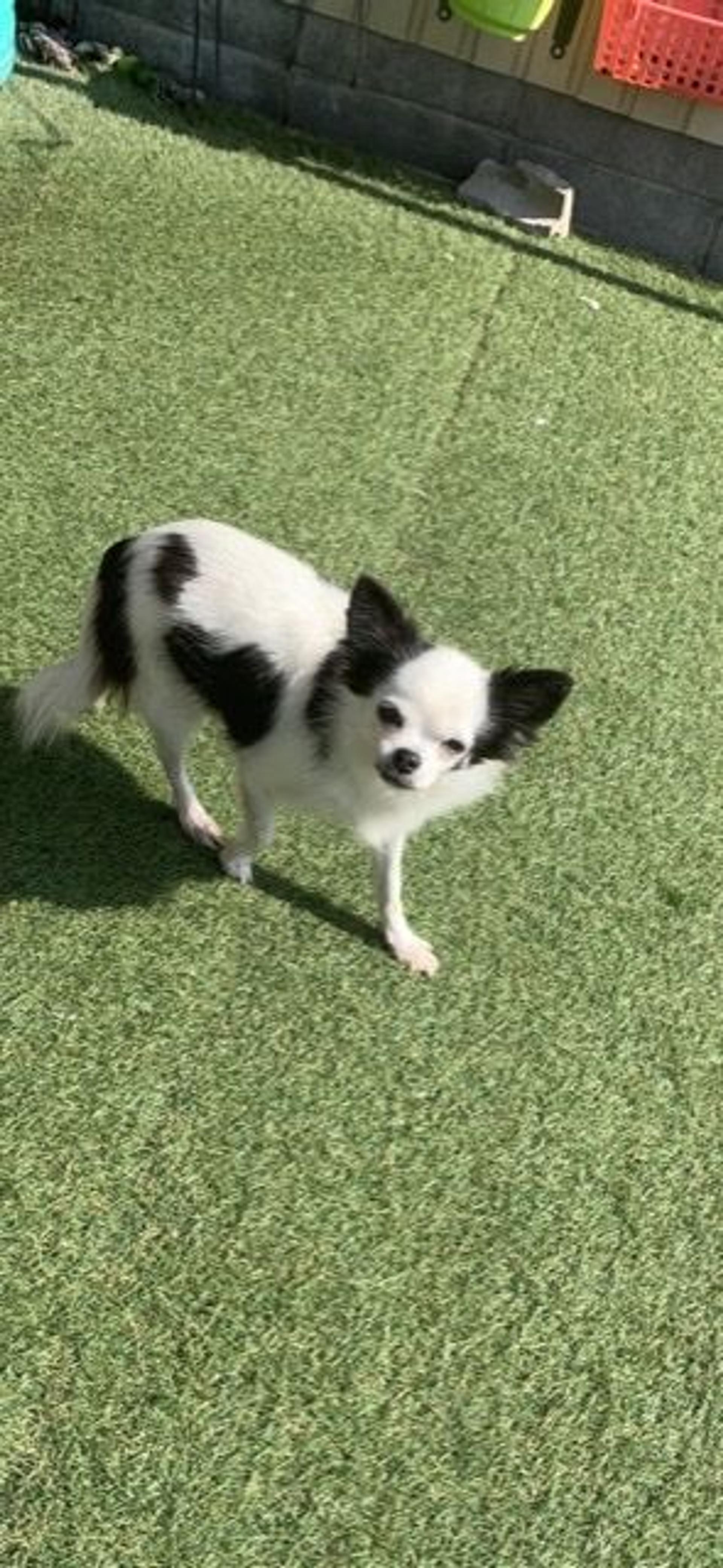 pet-image-7