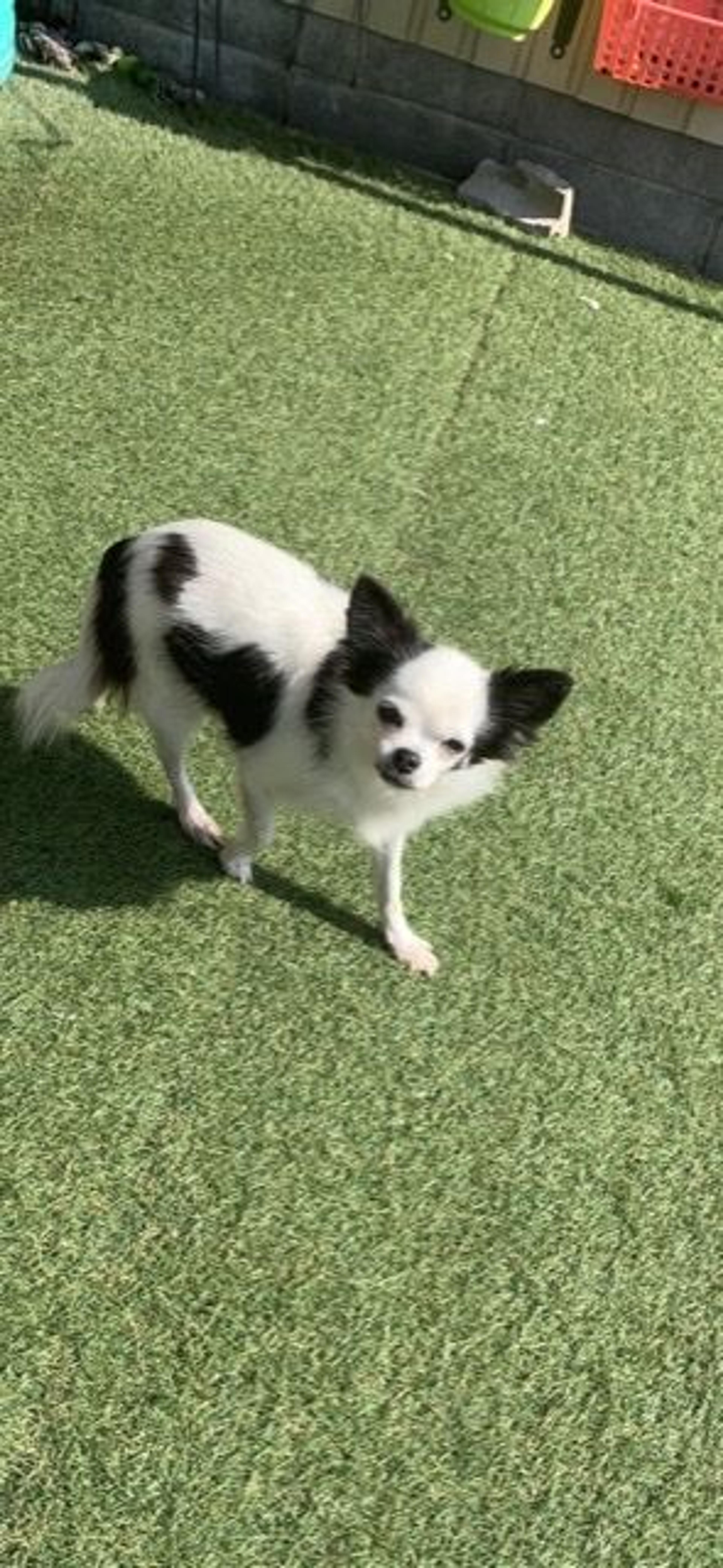 pet-image-7
