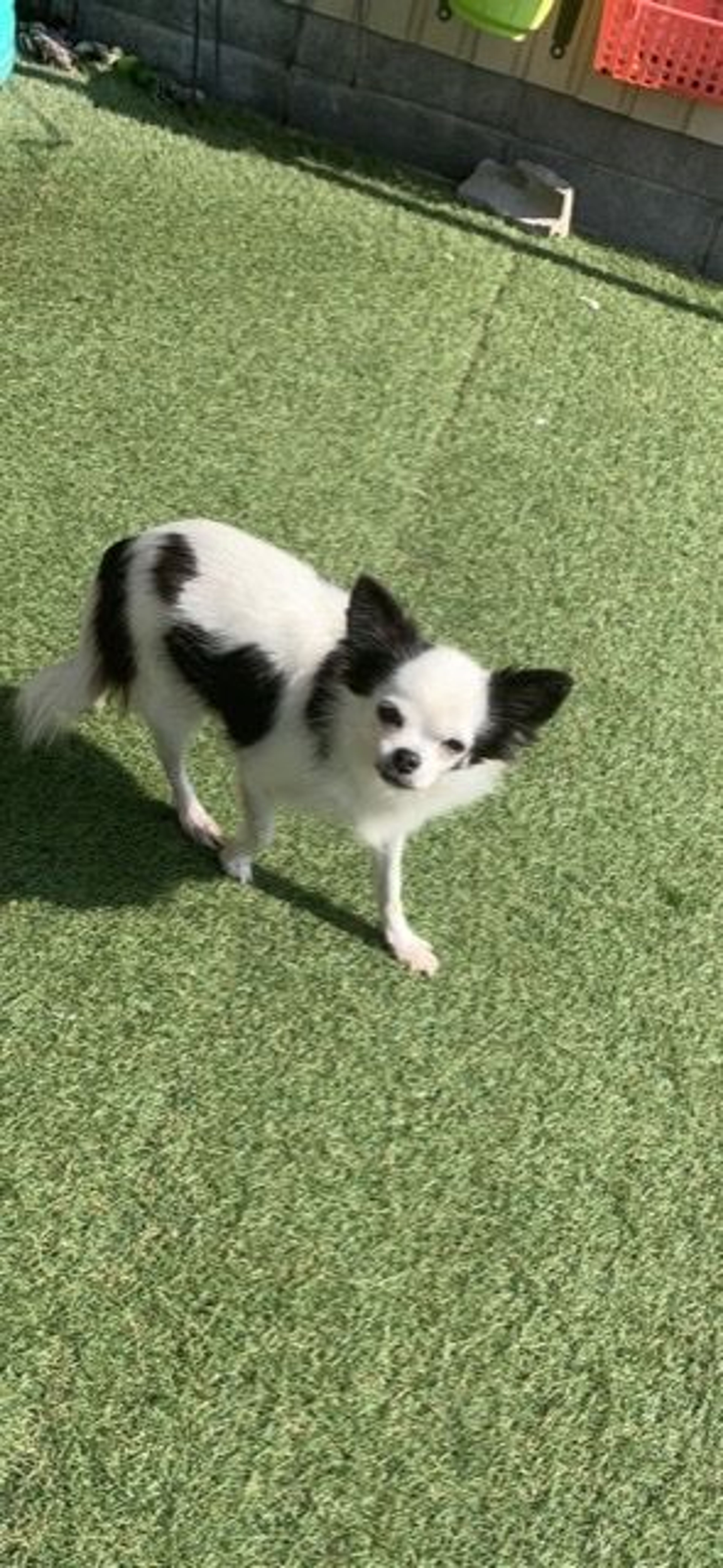 pet-image-7