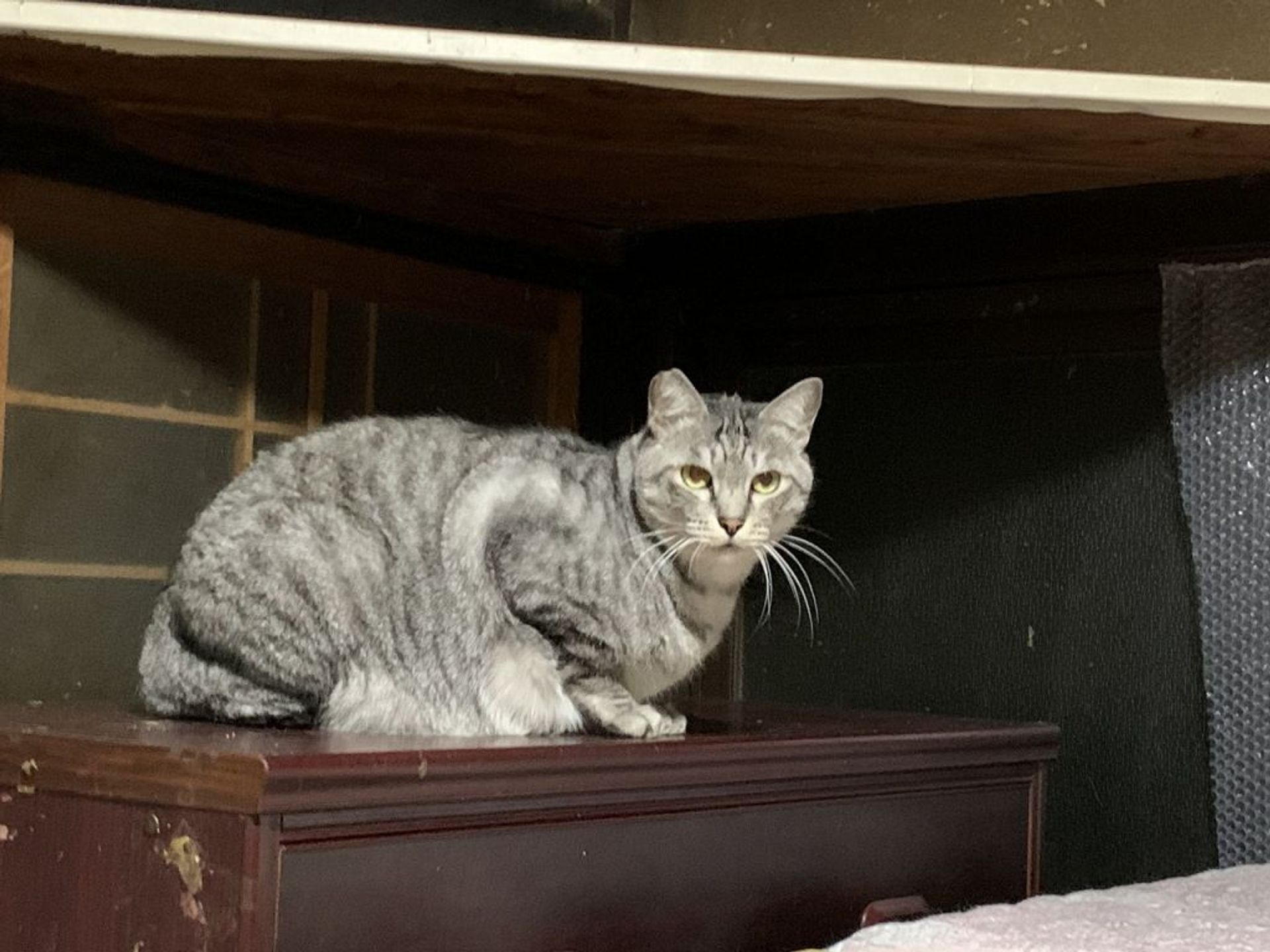 雑種（ミックス猫）・オスの里親募集の写真