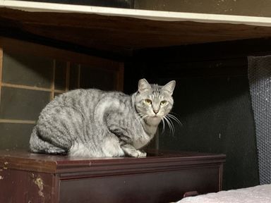 神羽(しんば)の写真