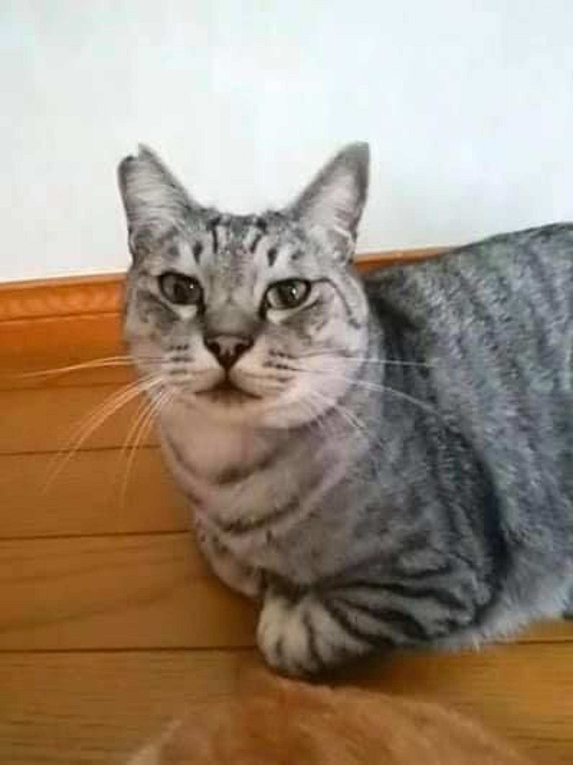 pet-image-2