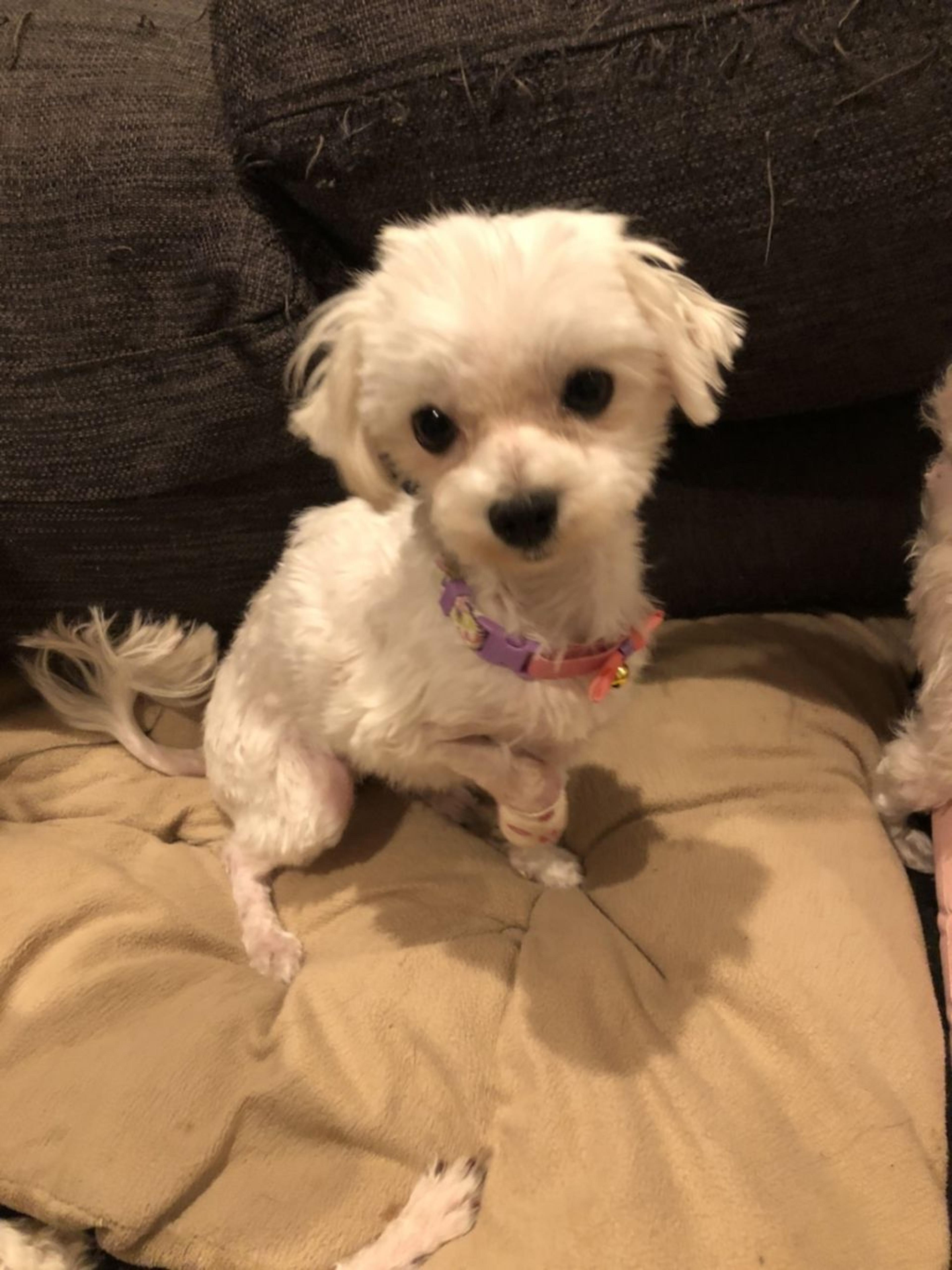 pet-image-2