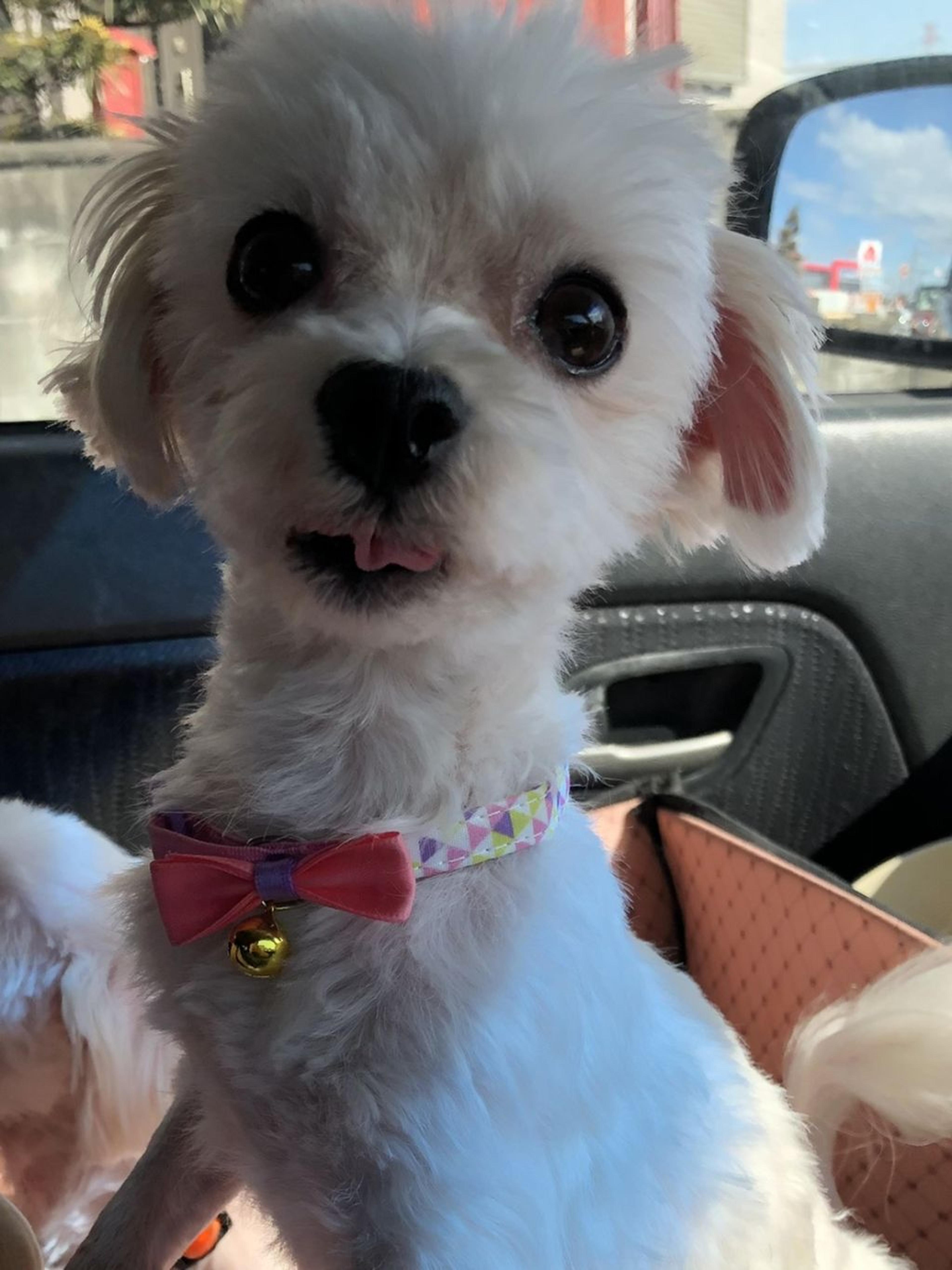 pet-image-3