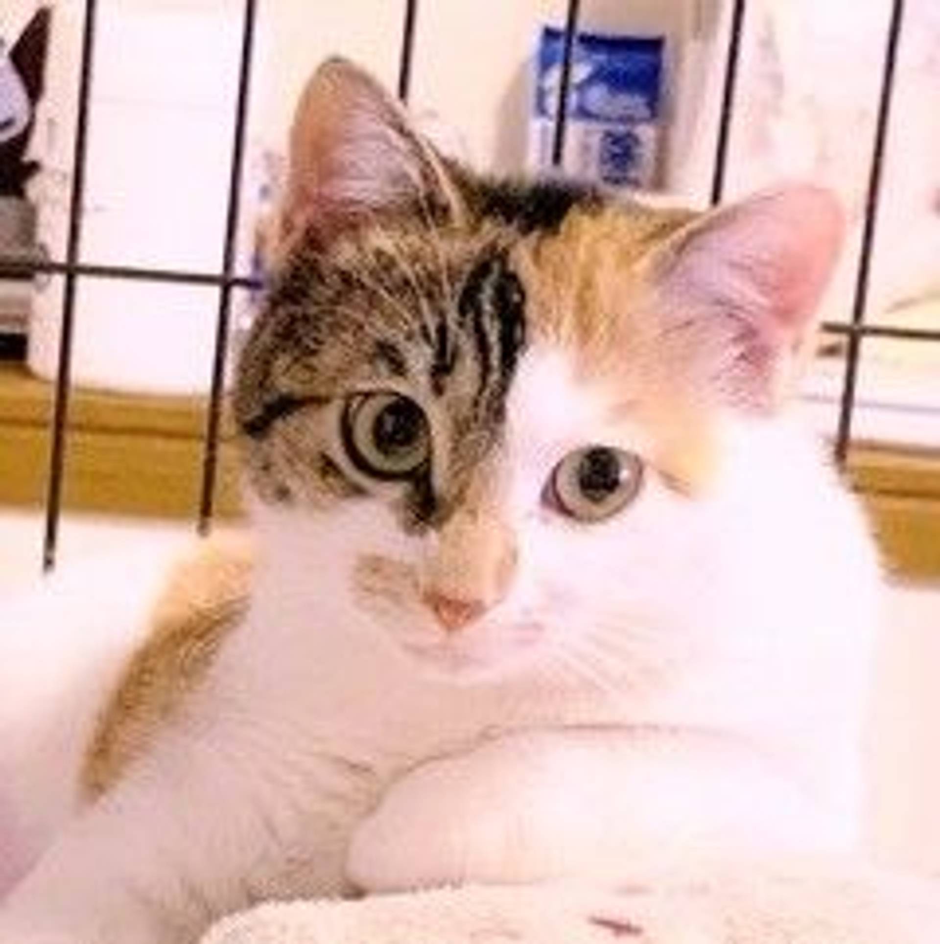 日本猫・メスの里親募集の写真
