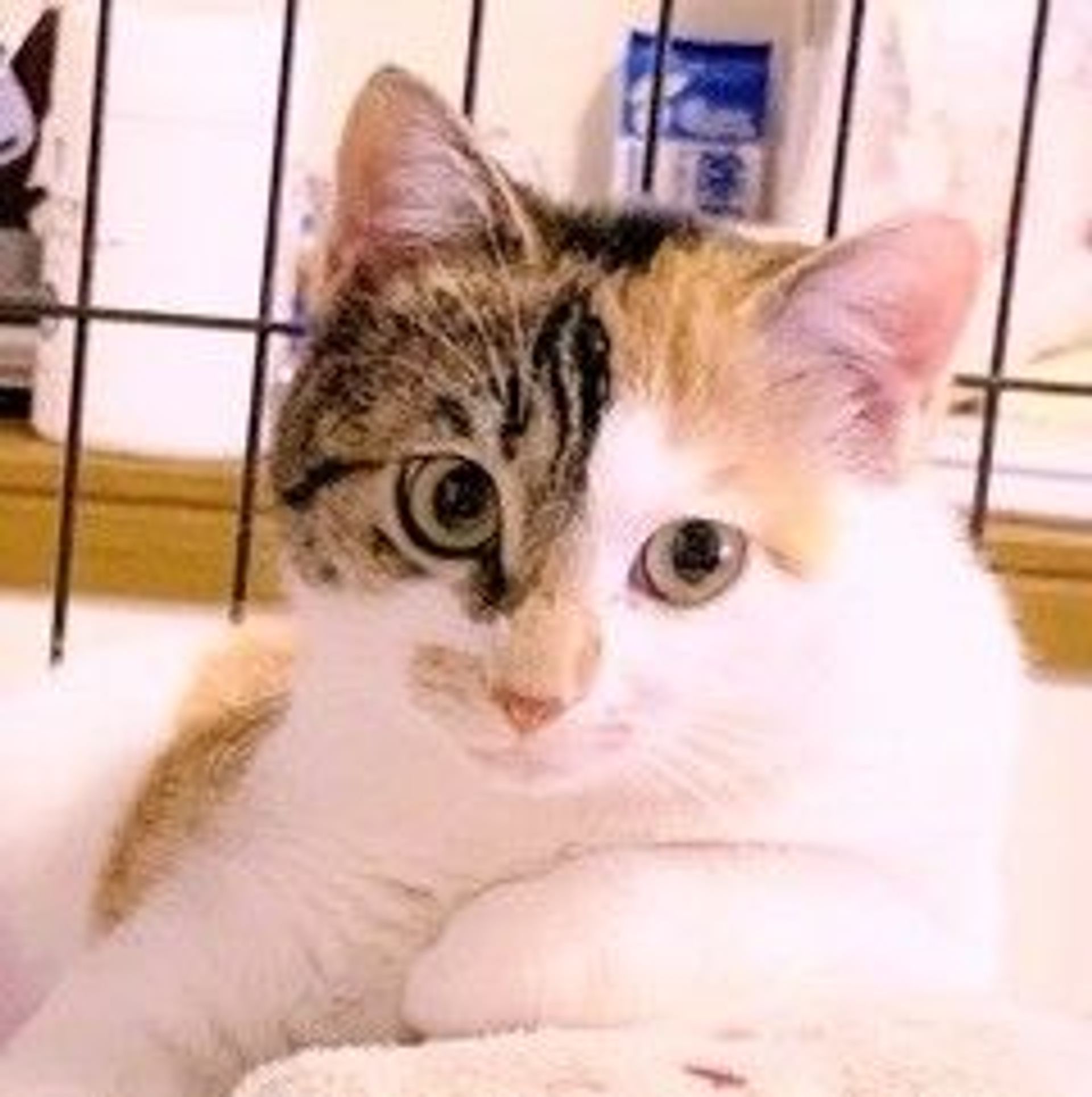 日本猫・メスの里親募集の写真