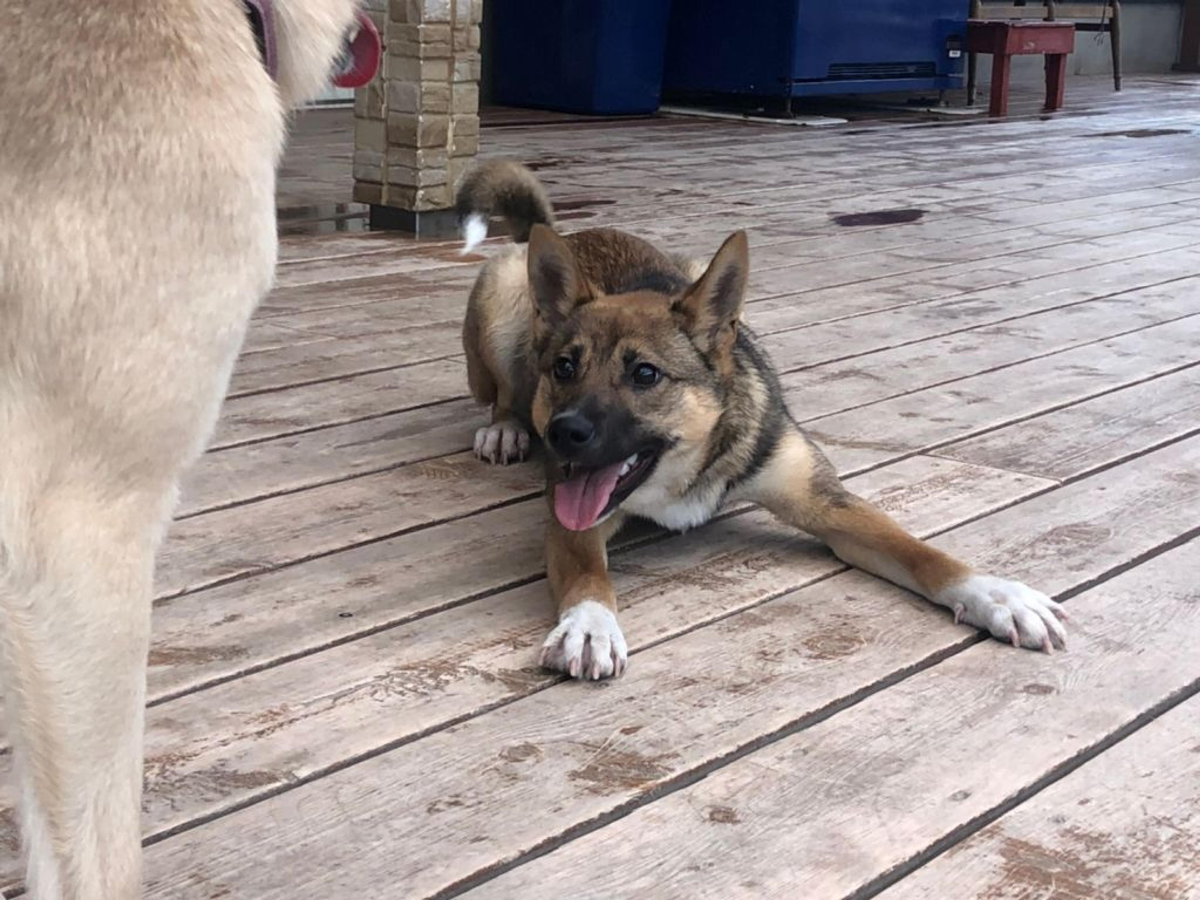 pet-image-4