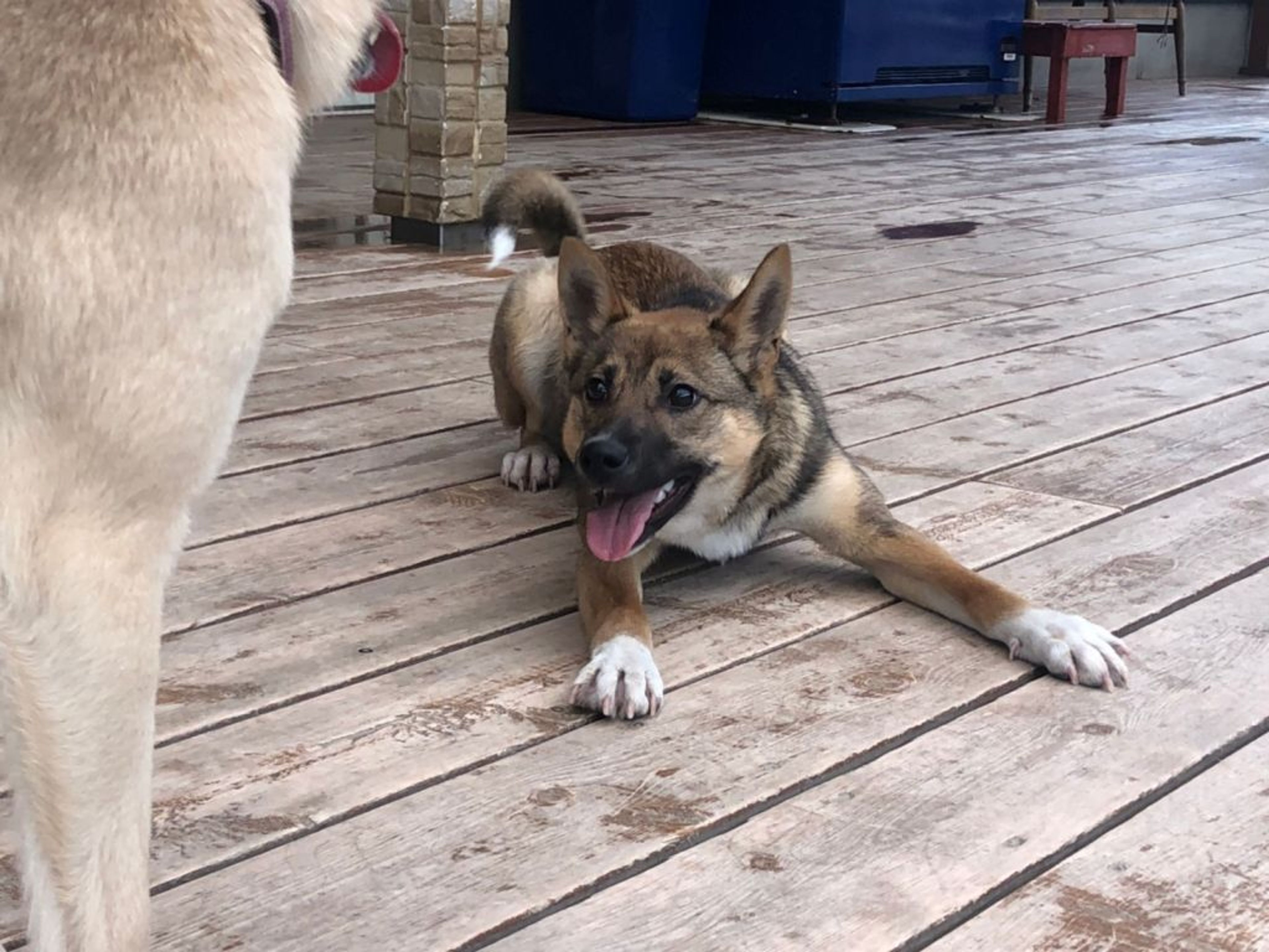 pet-image-4