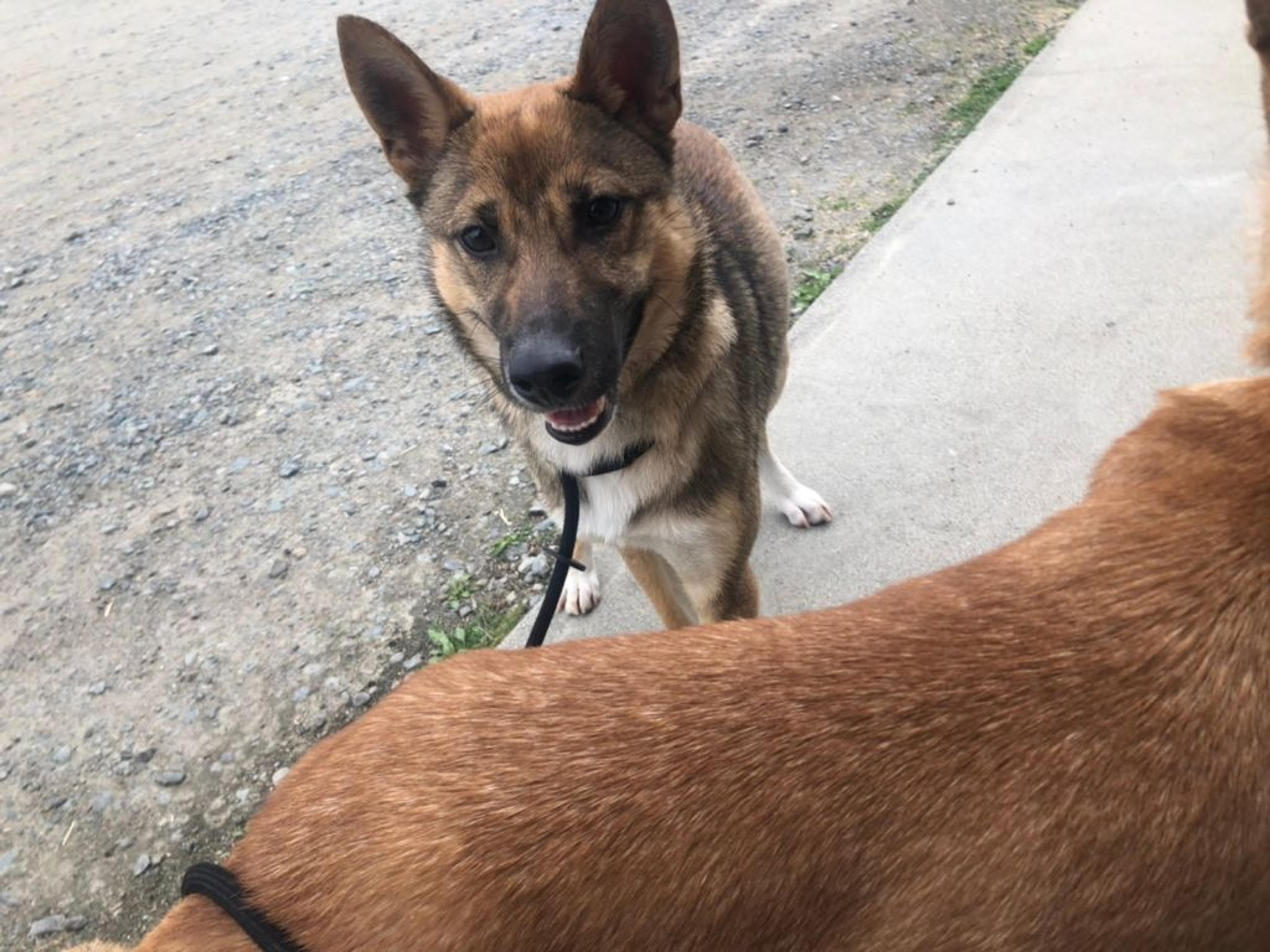 pet-image-5