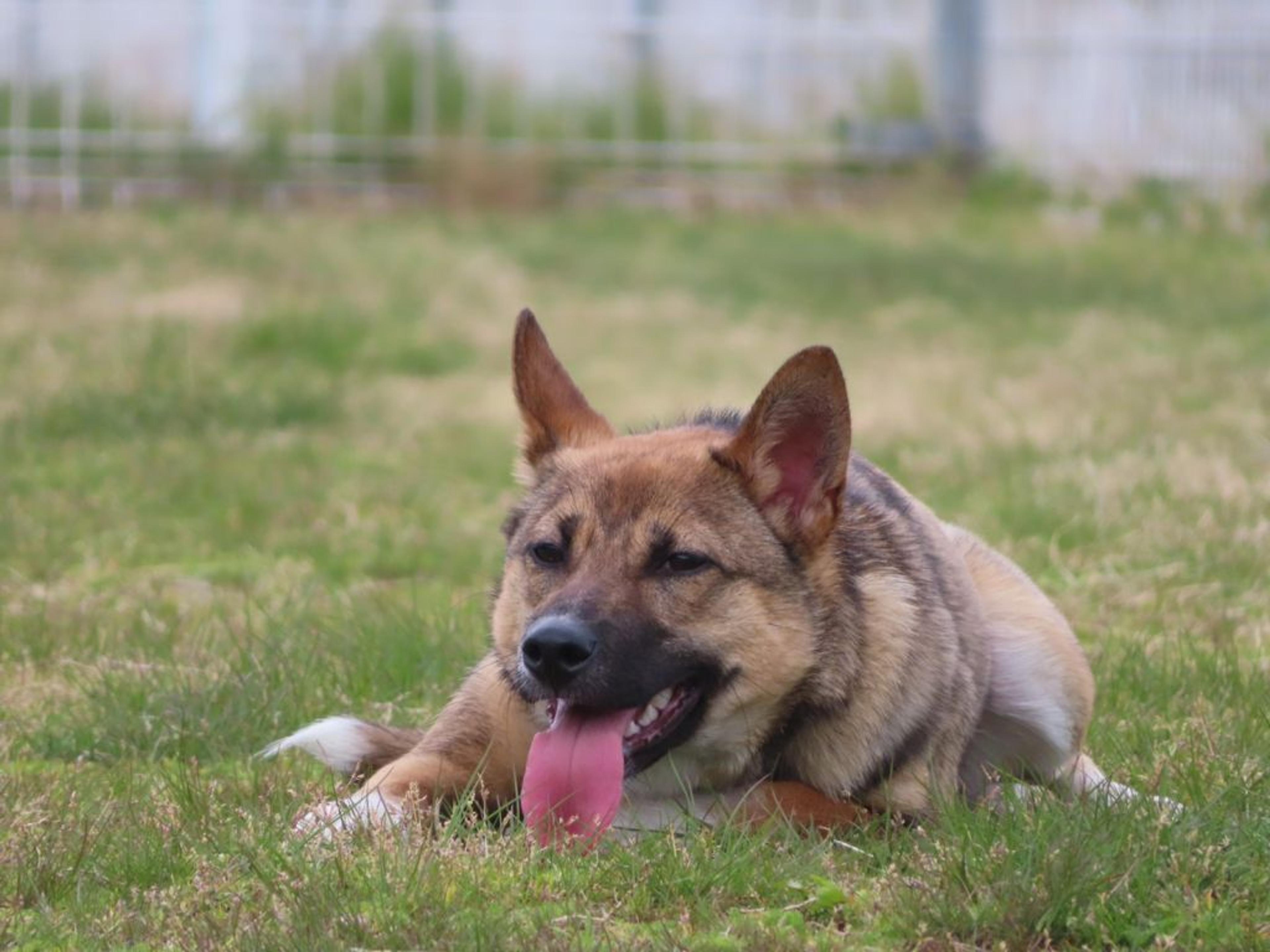 pet-image-6