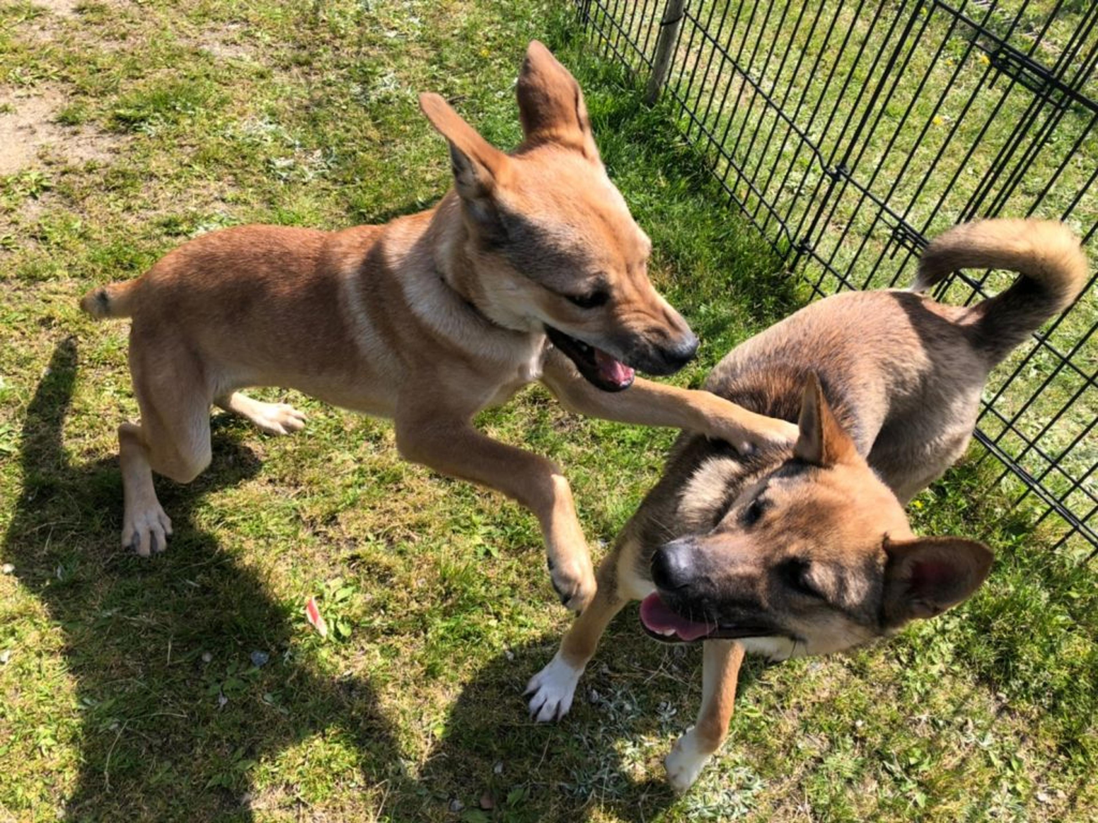 pet-image-8