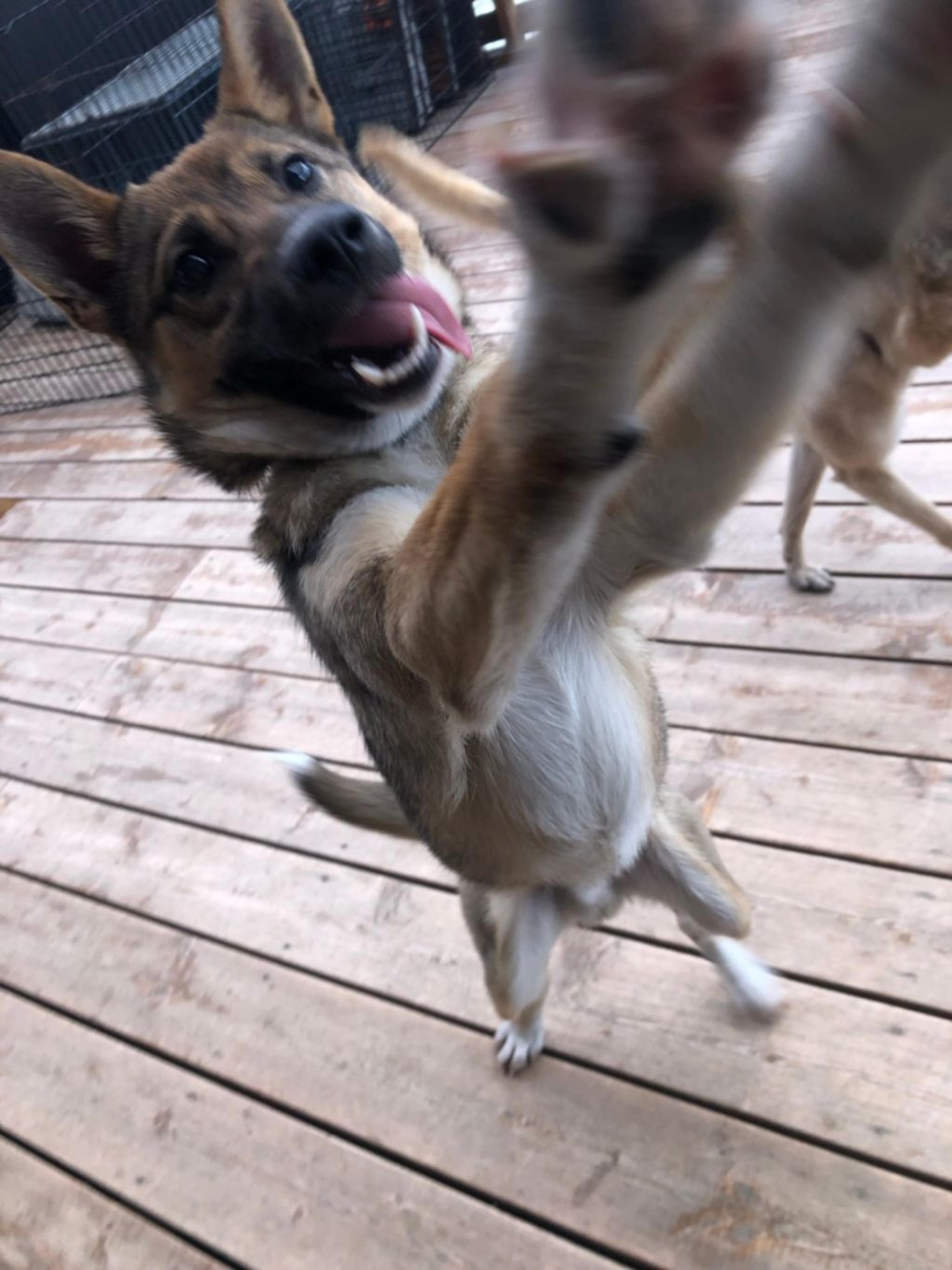 pet-image-9