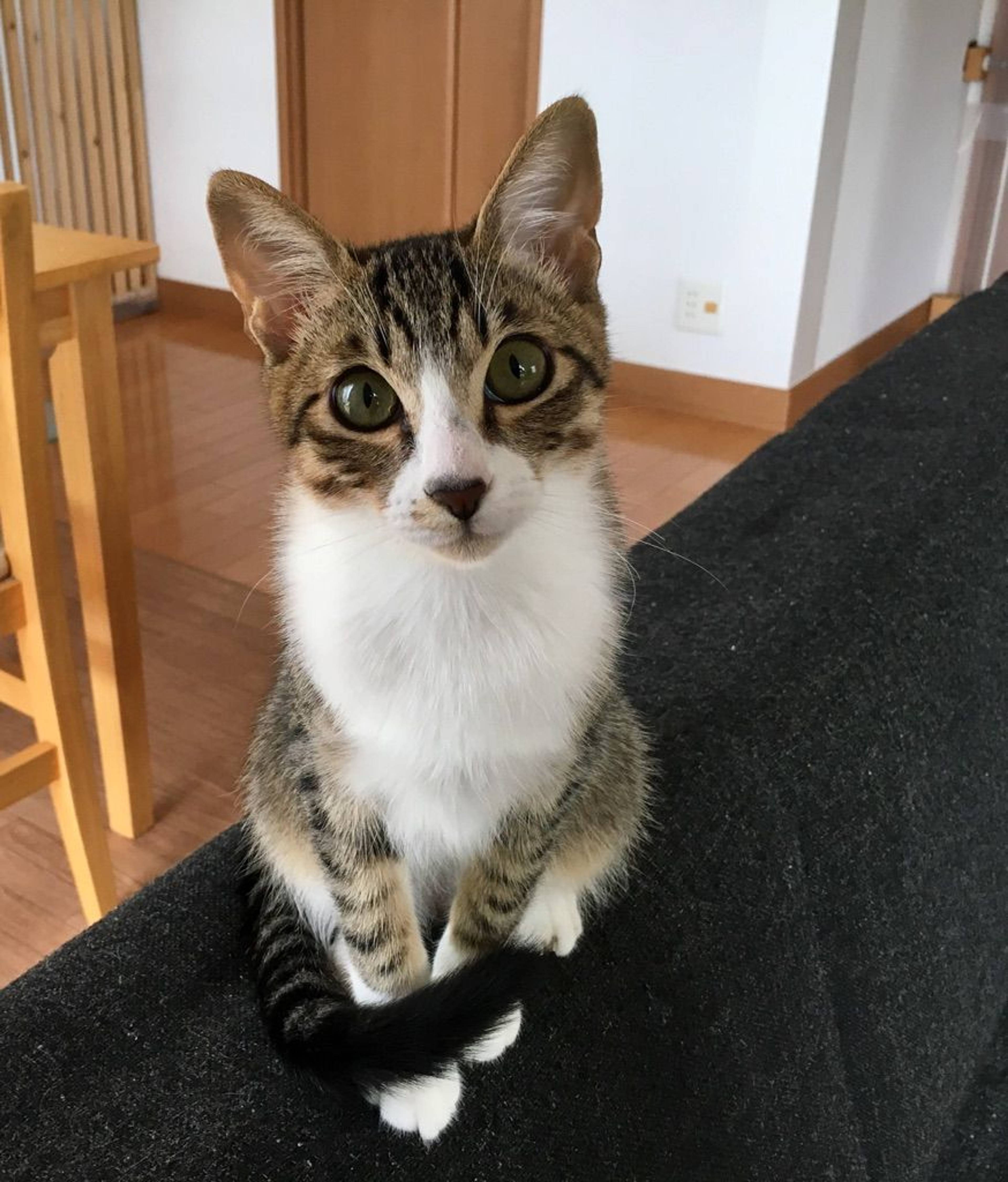 雑種（ミックス猫）・オスの里親募集の写真