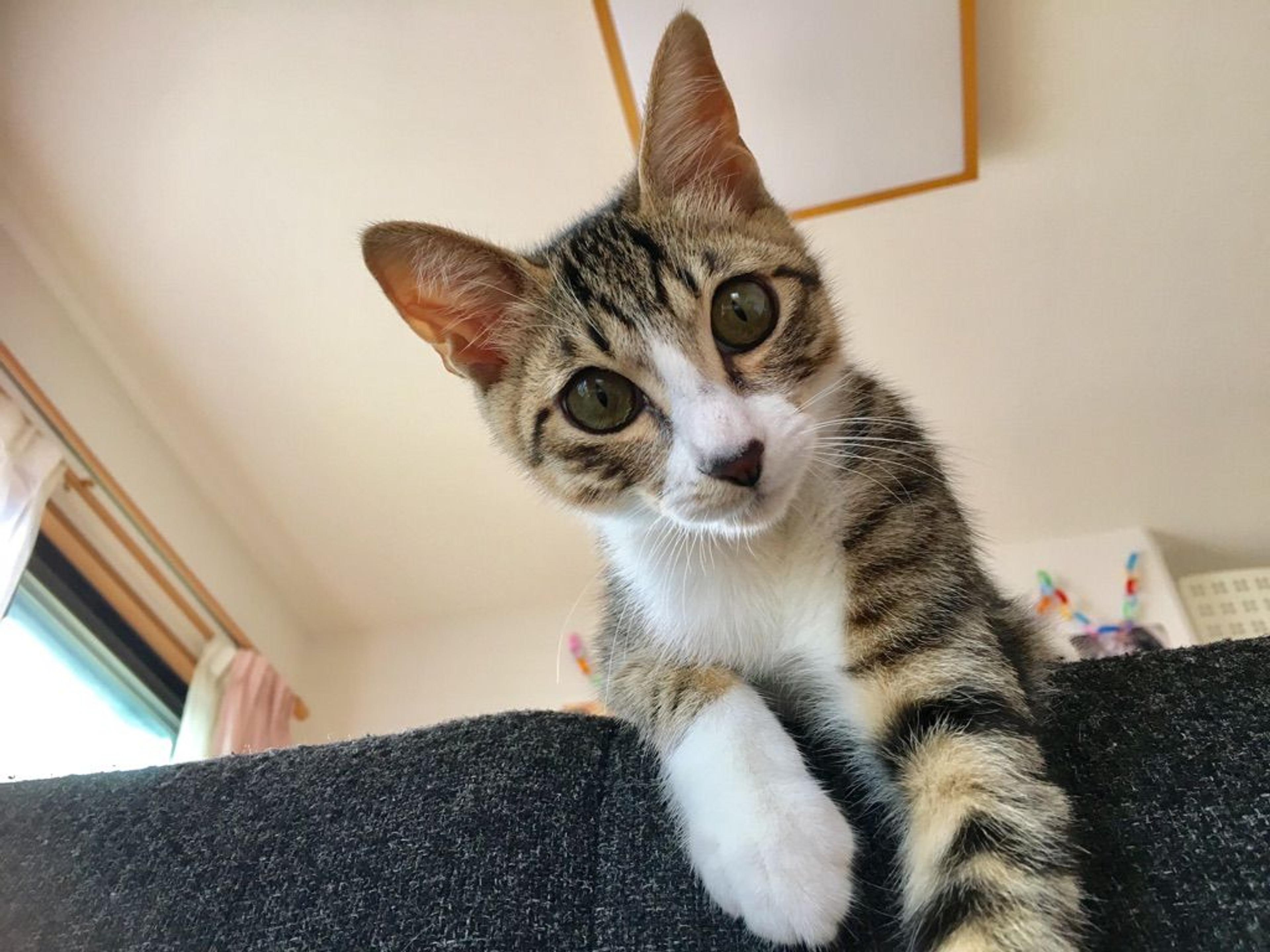 pet-image-2
