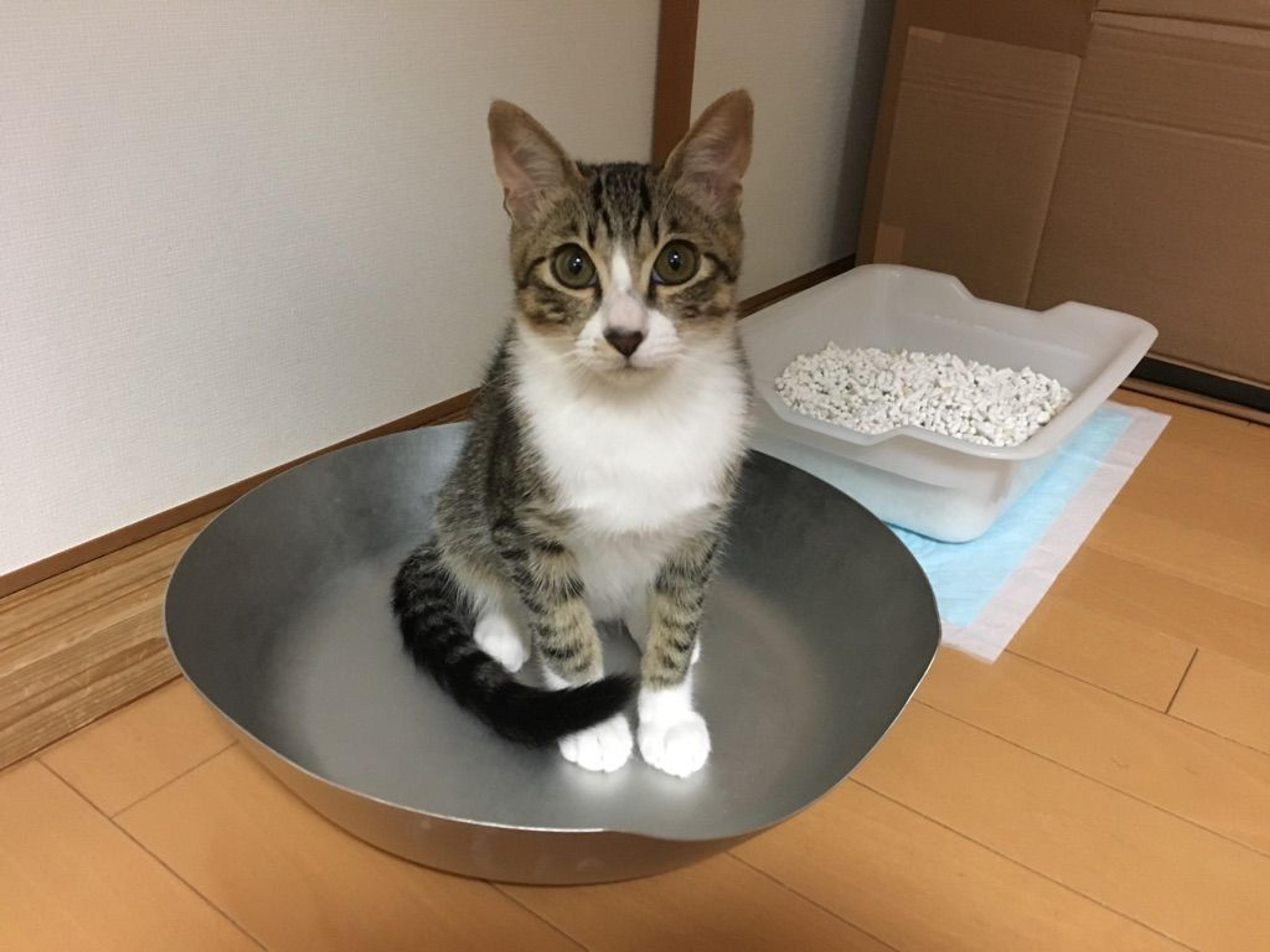 pet-image-3