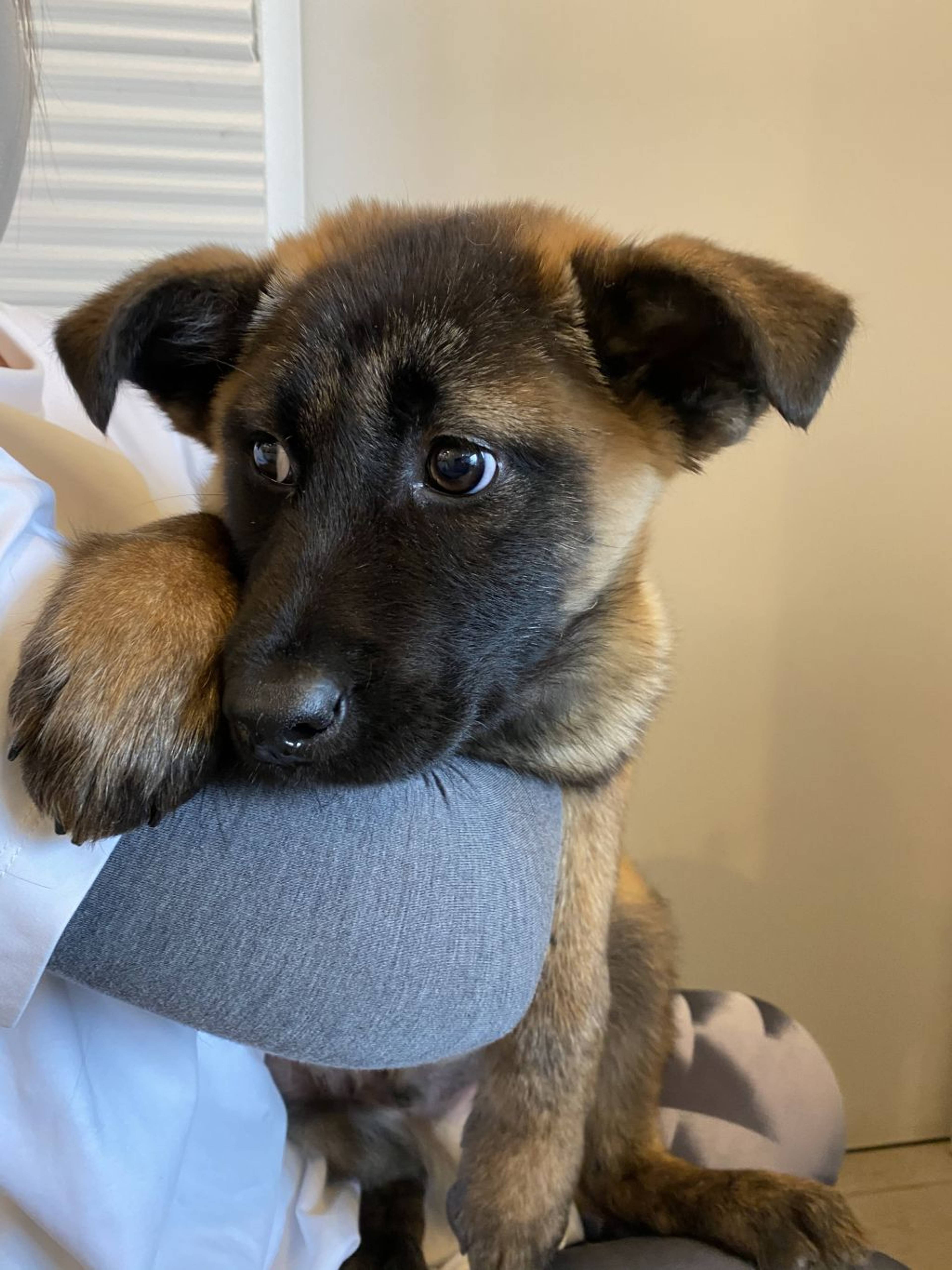 雑種（ミックス犬）・オスの里親募集の写真