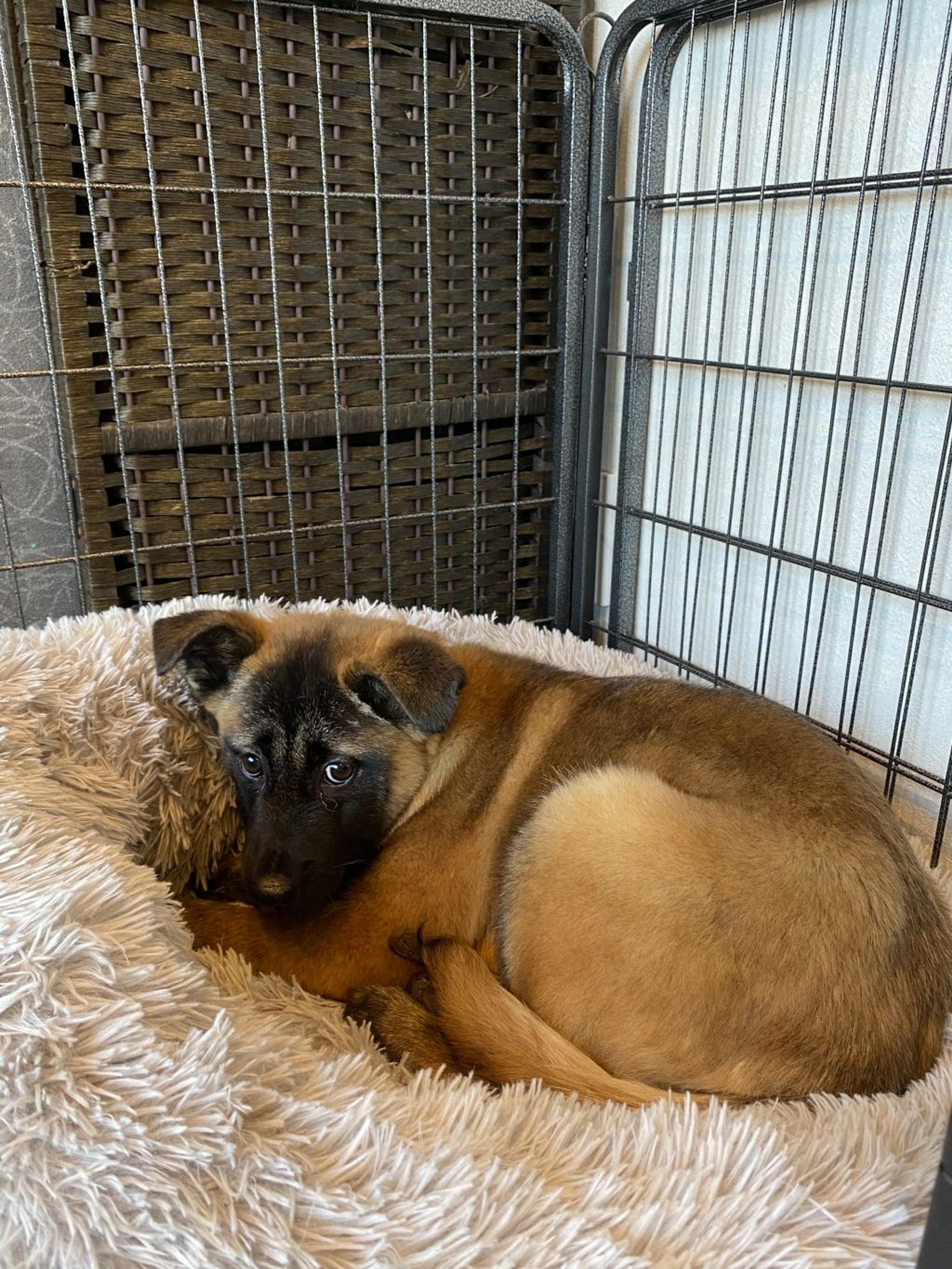 pet-image-4