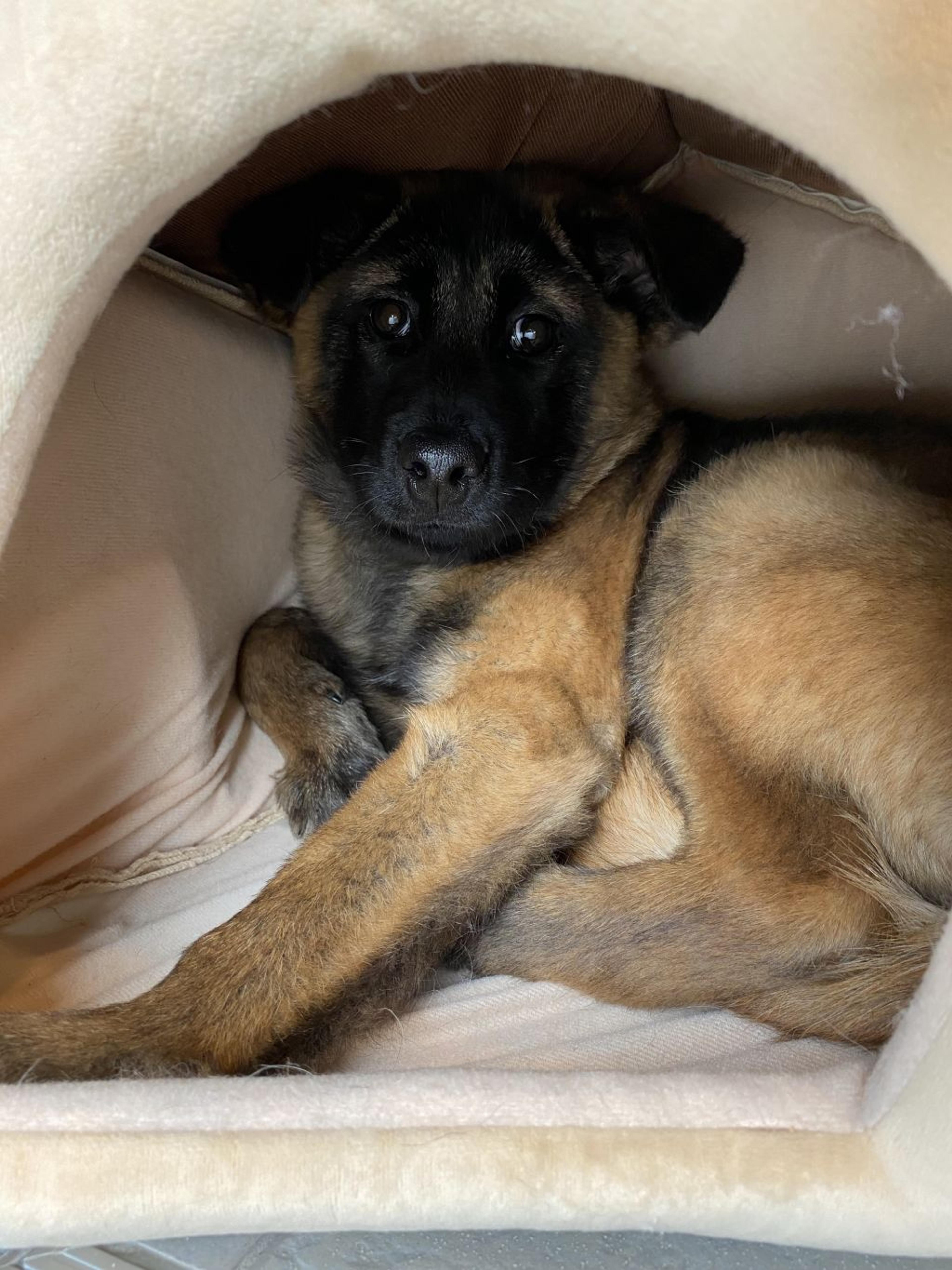 pet-image-5