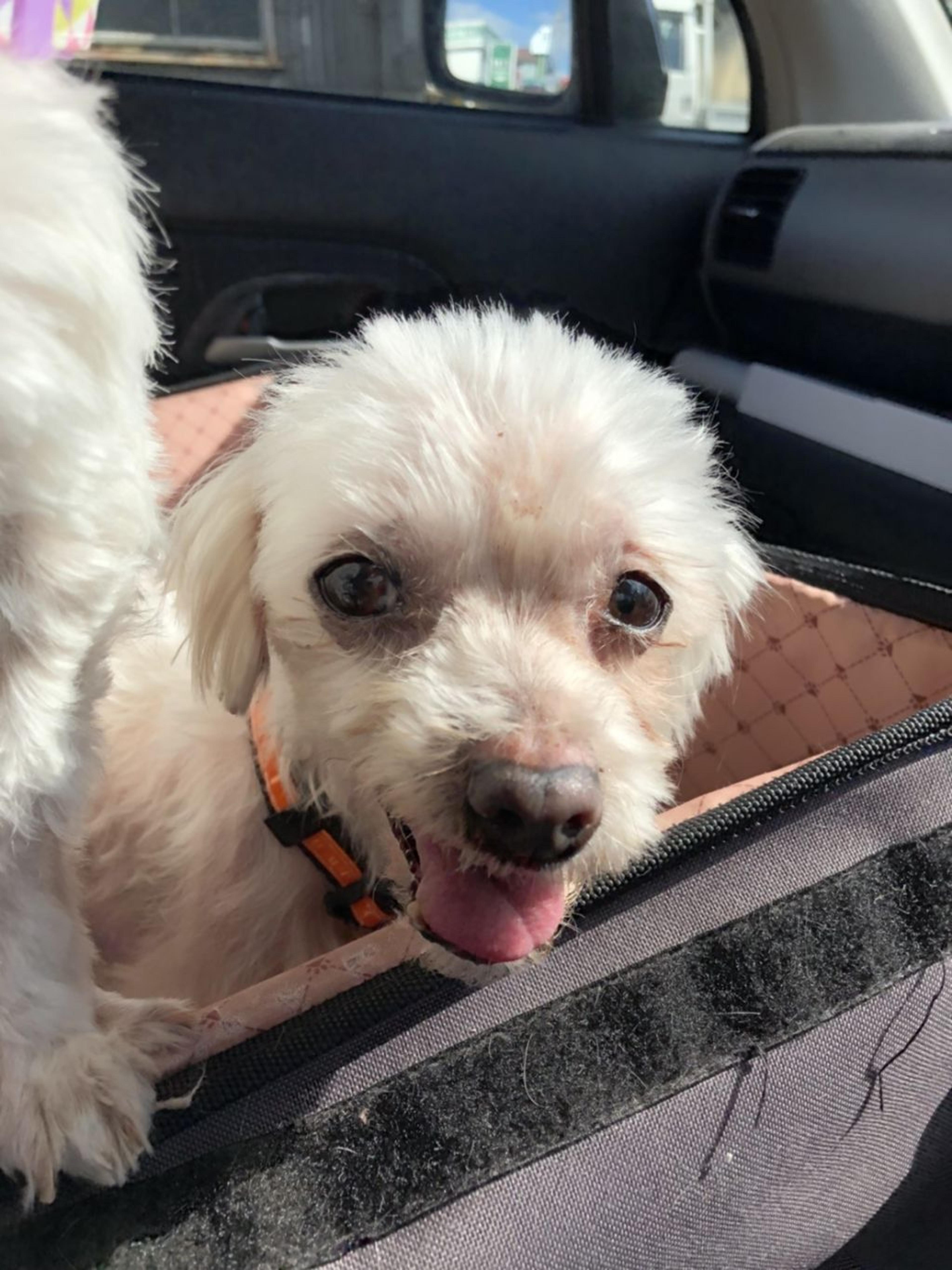pet-image-2