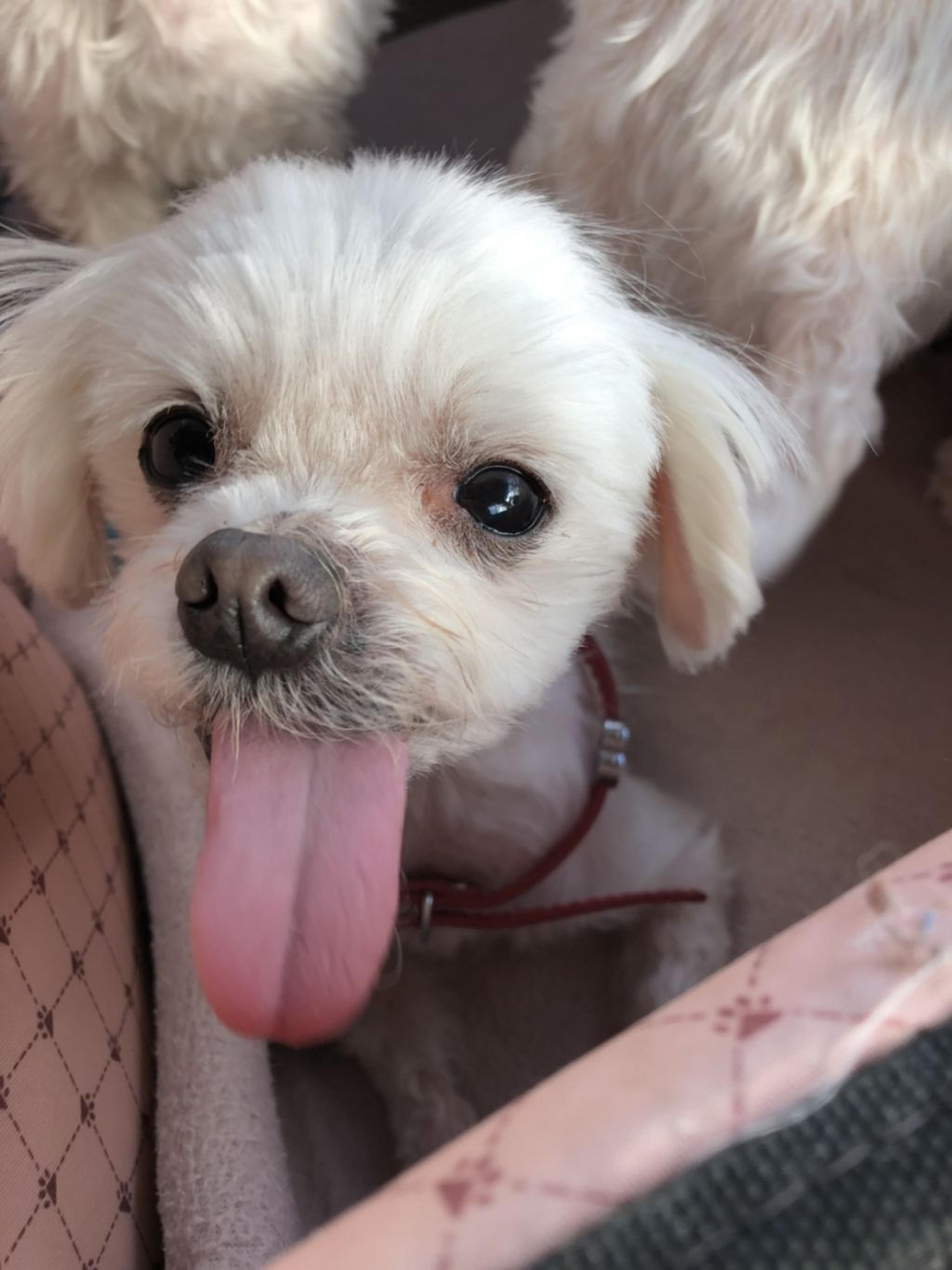pet-image-2