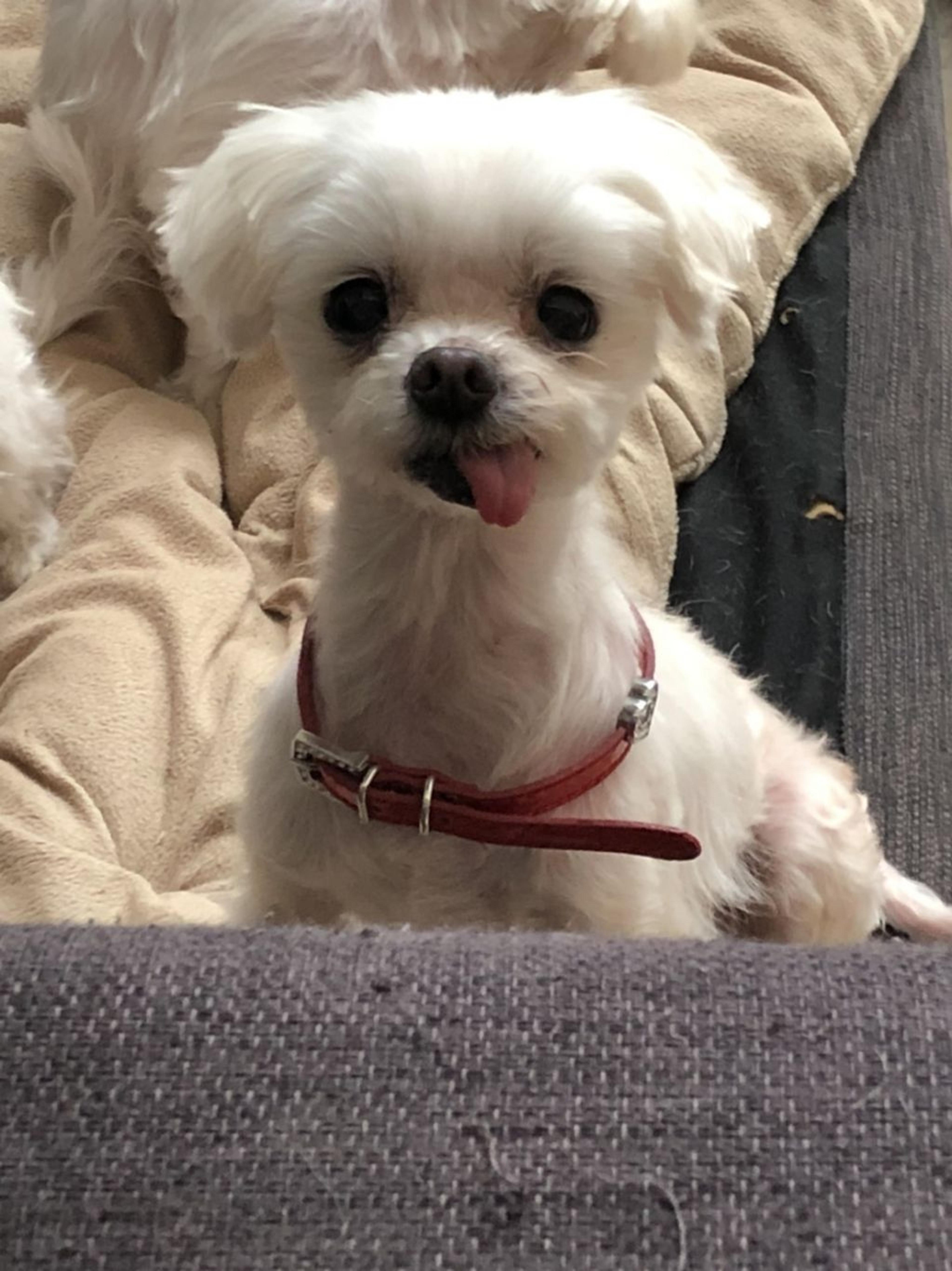 pet-image-3
