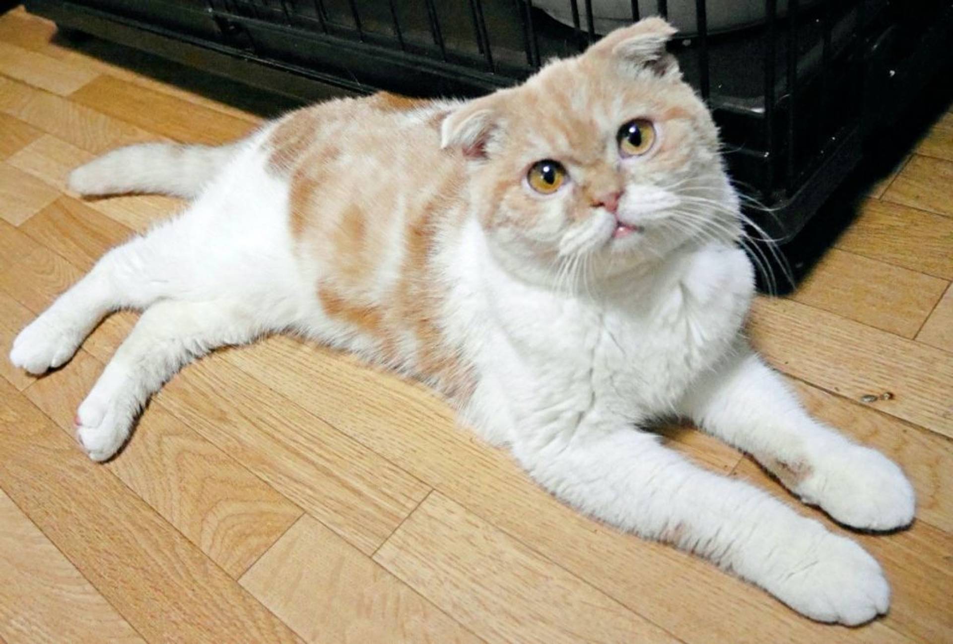 スコティッシュフォールド・オスの里親募集の写真