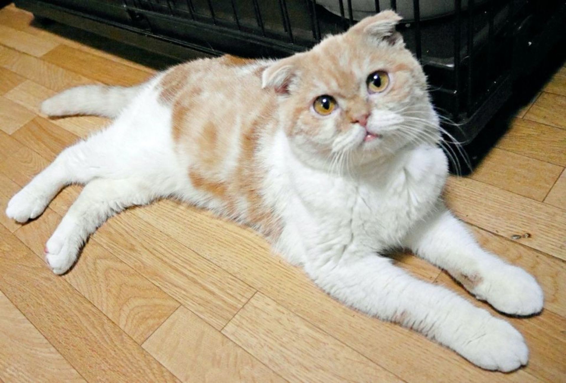 スコティッシュフォールド・オスの里親募集の写真