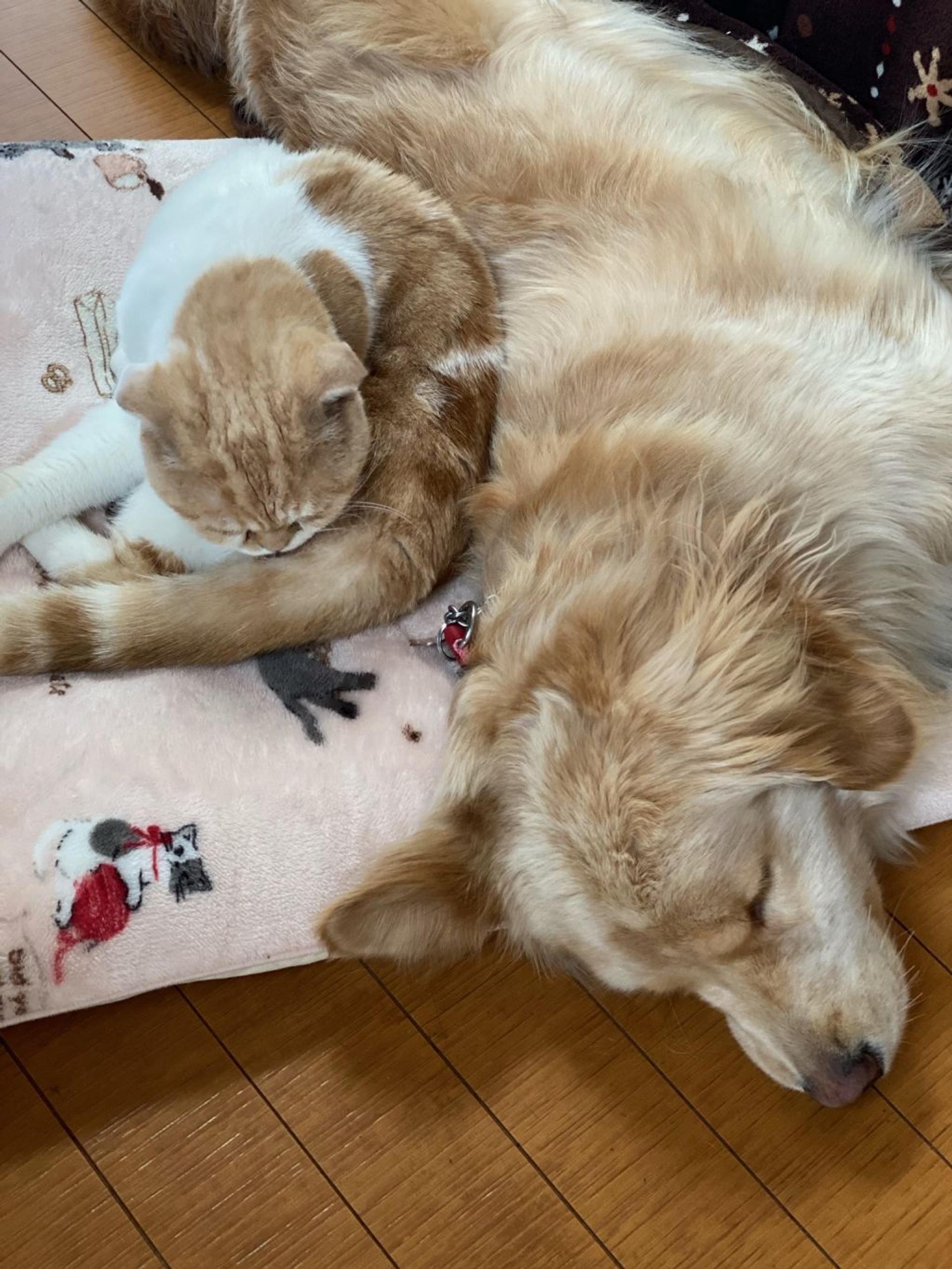 pet-image-4