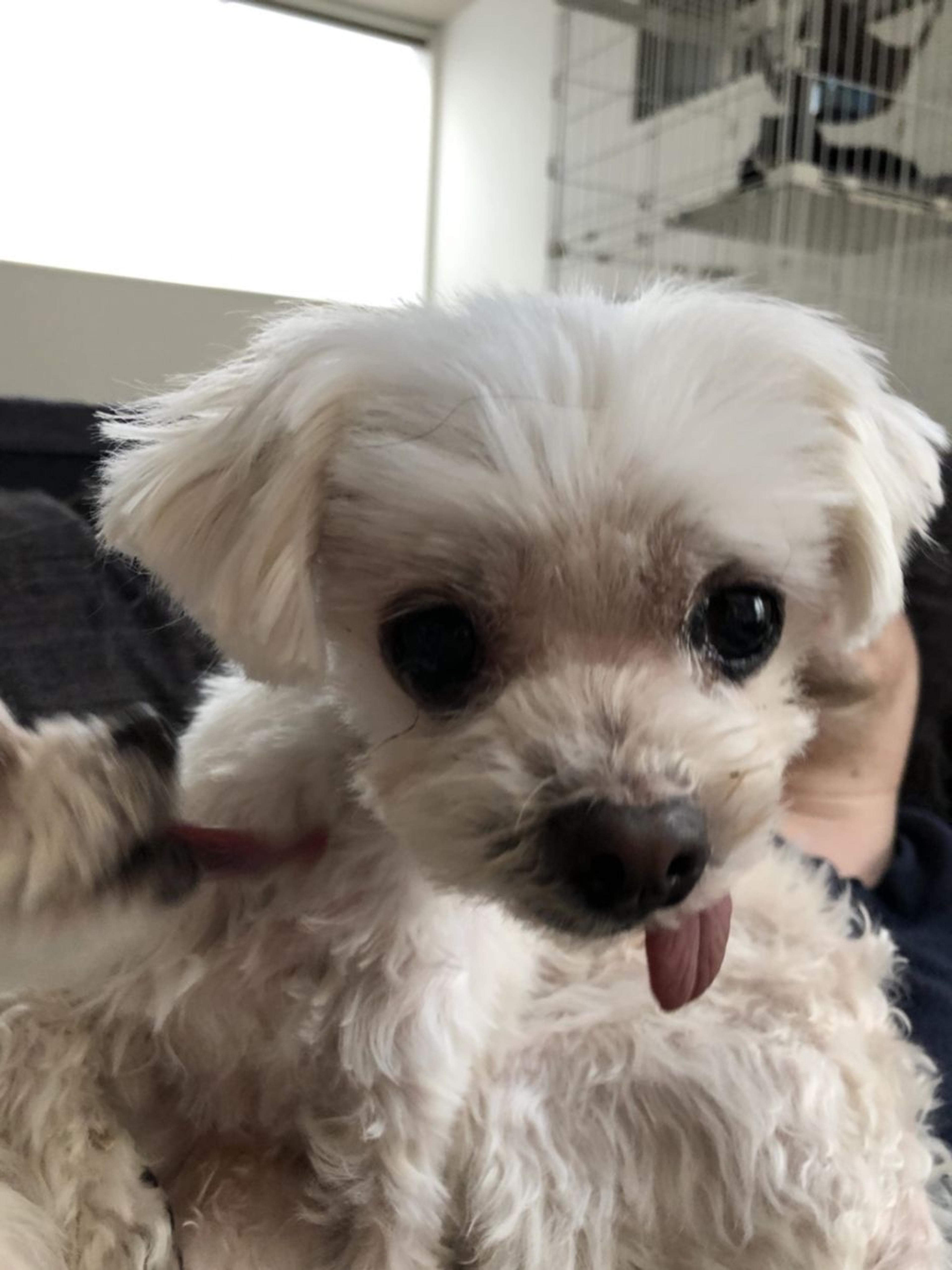 pet-image-3