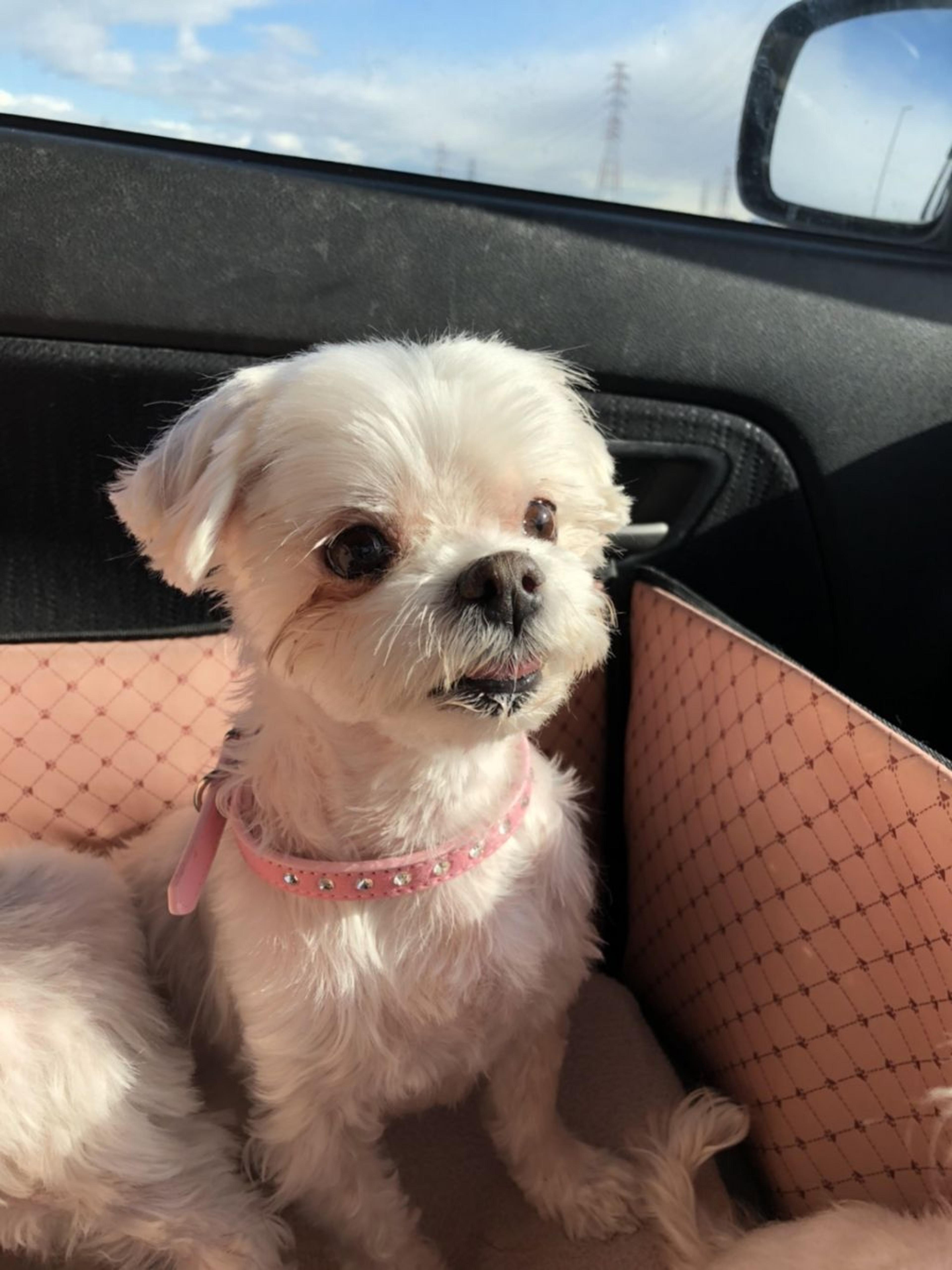 pet-image-2