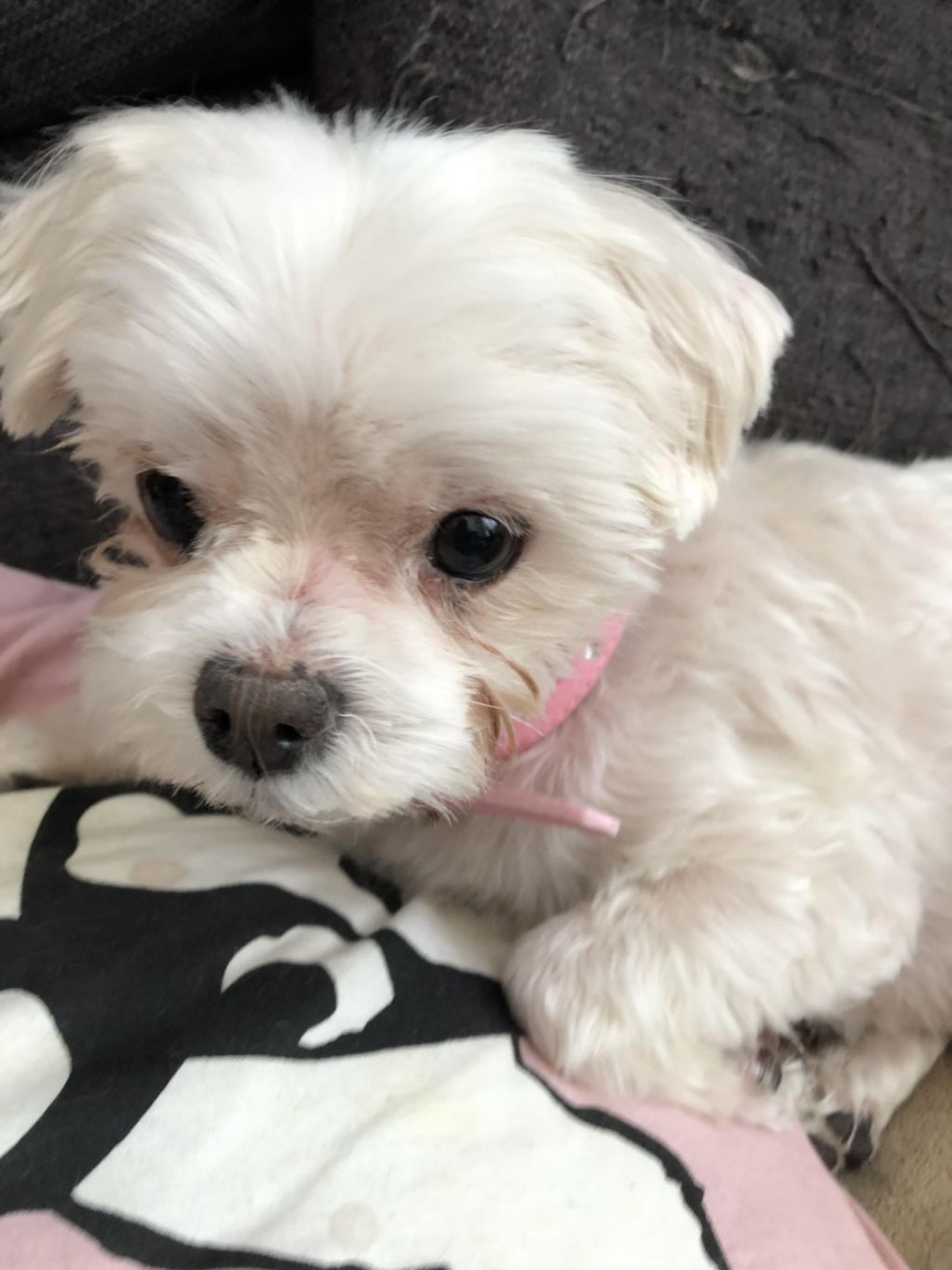pet-image-3