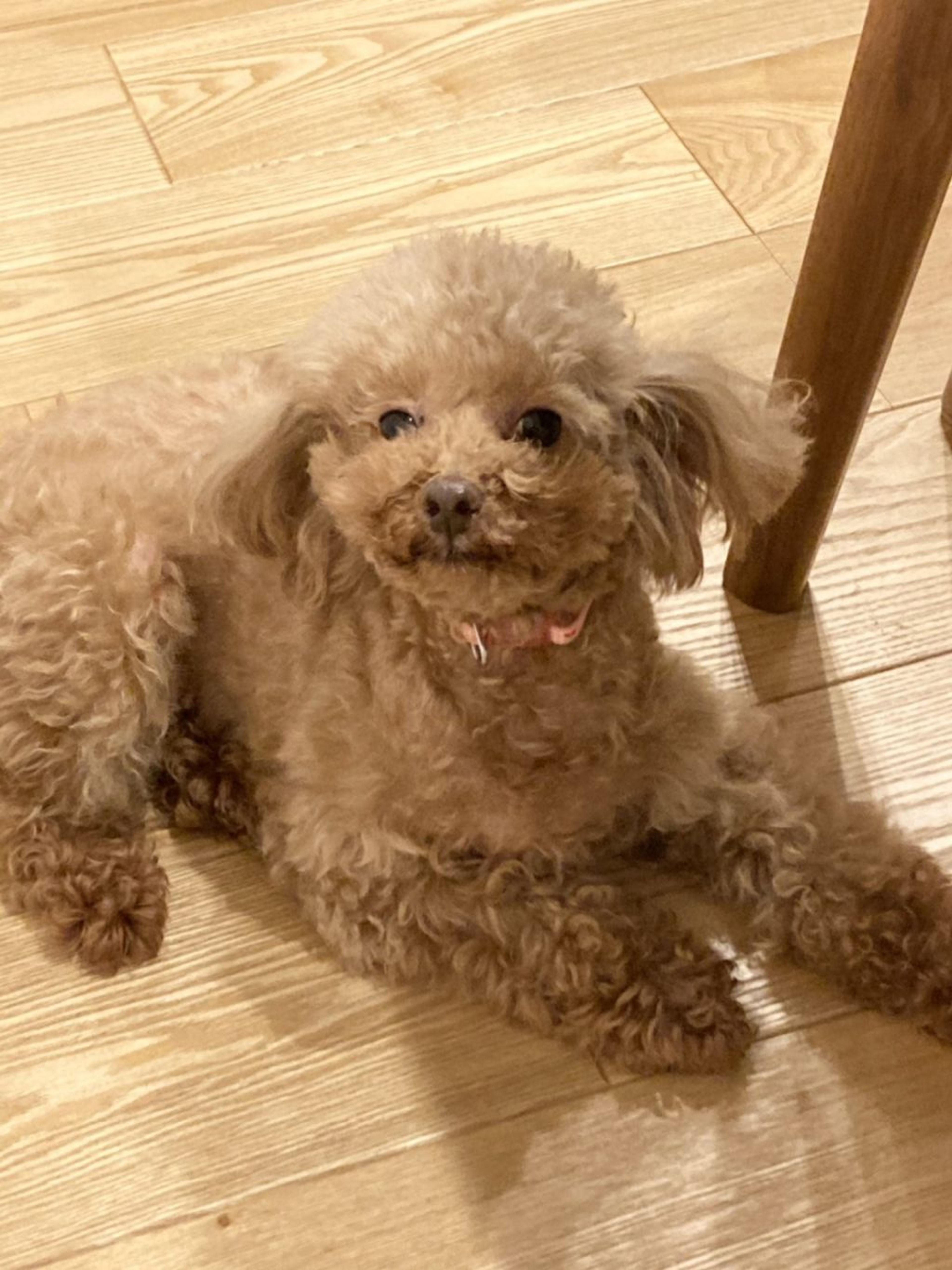 pet-image-2