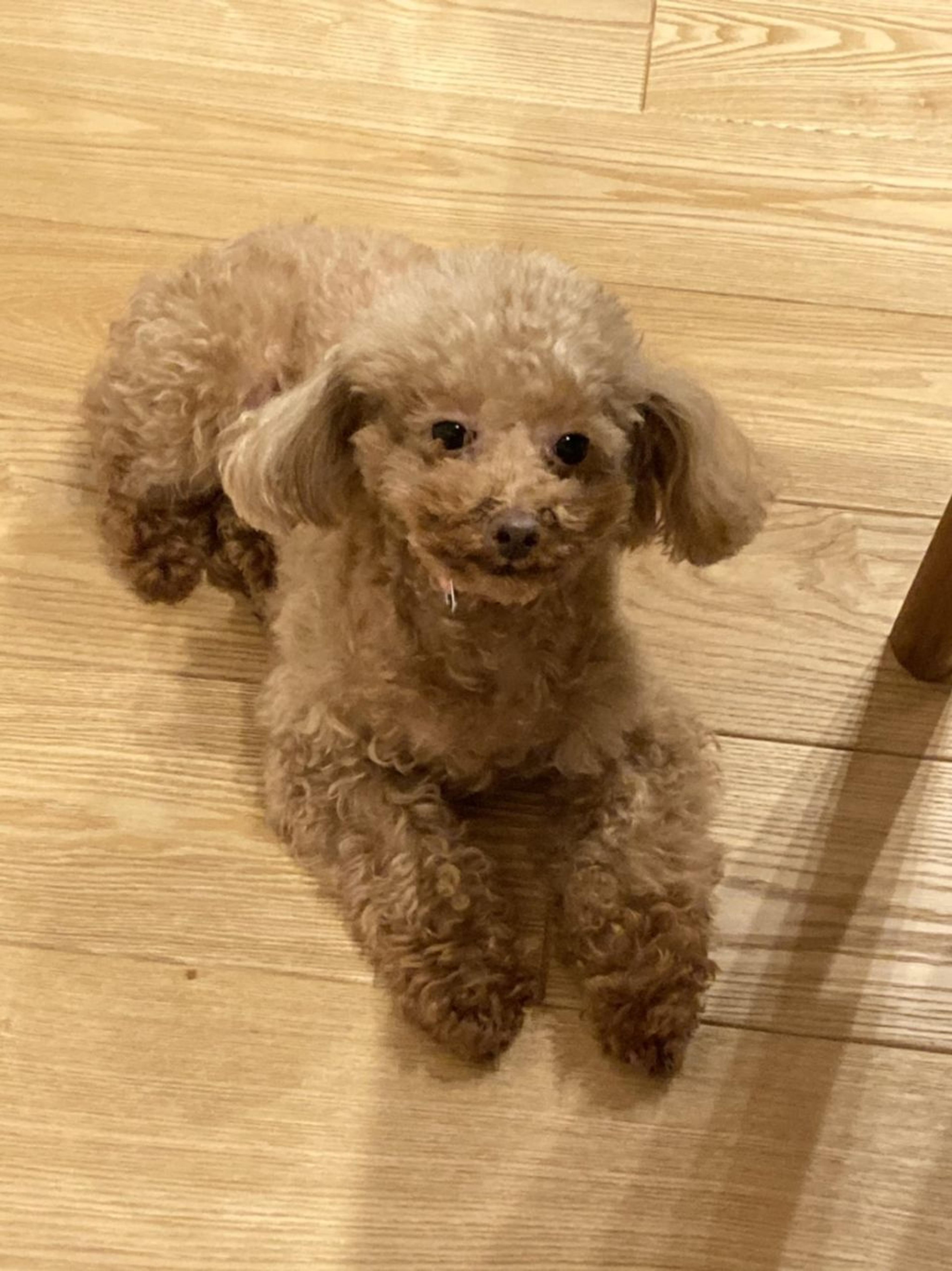 pet-image-3
