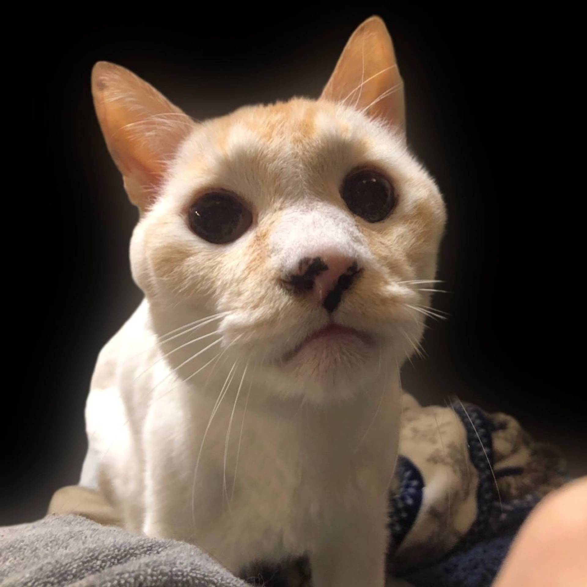 雑種（ミックス猫）・オスの里親募集の写真