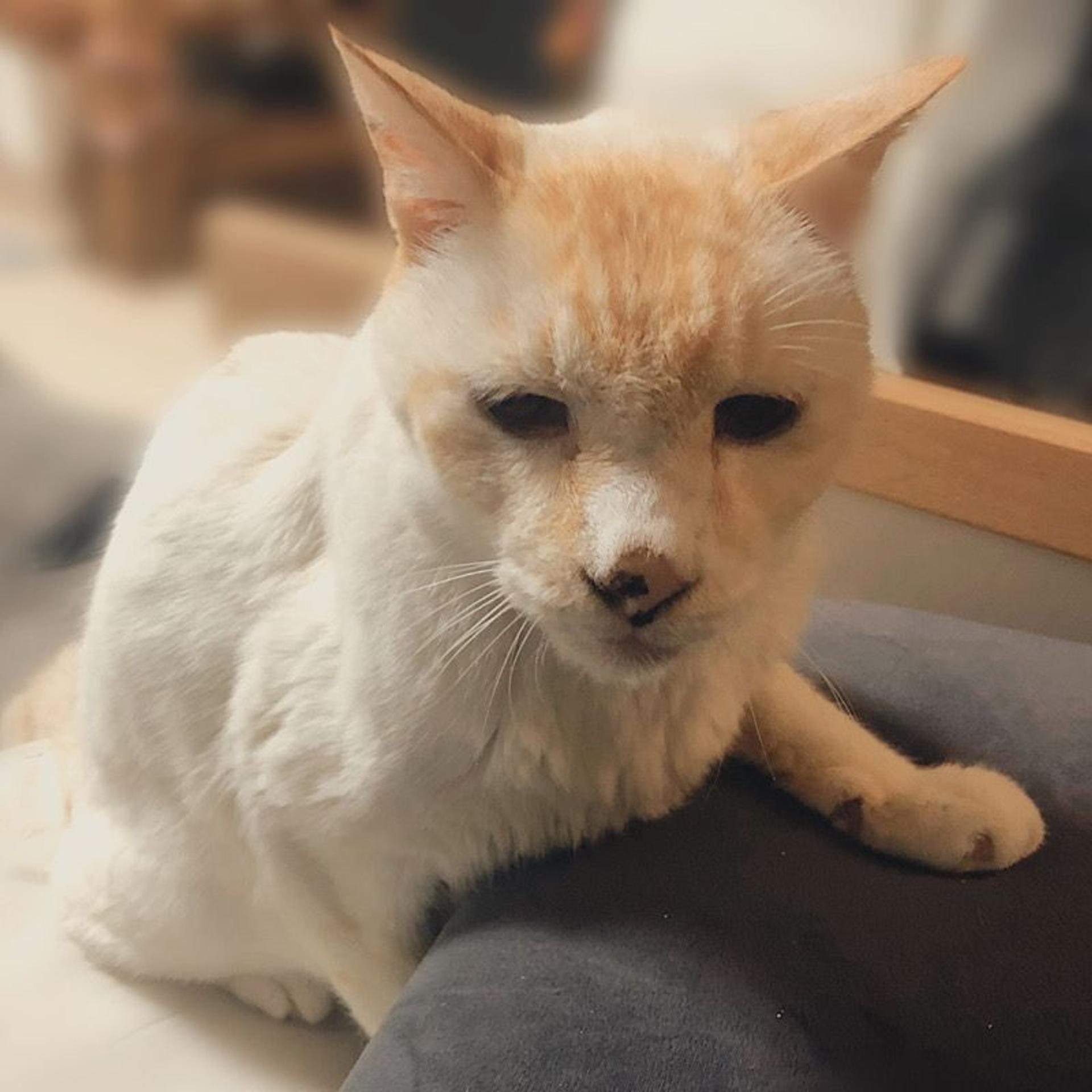 pet-image-2