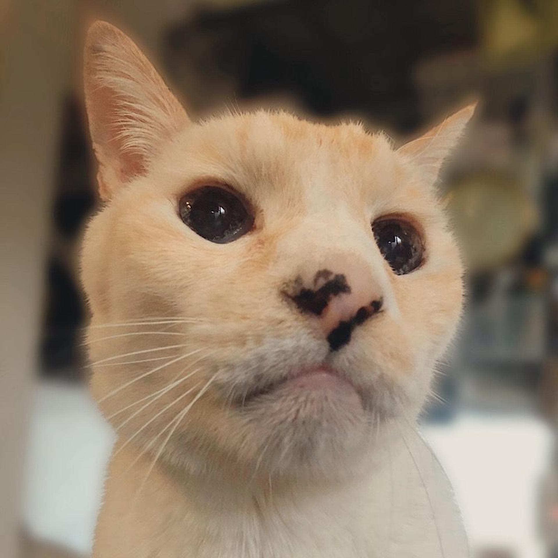 pet-image-6