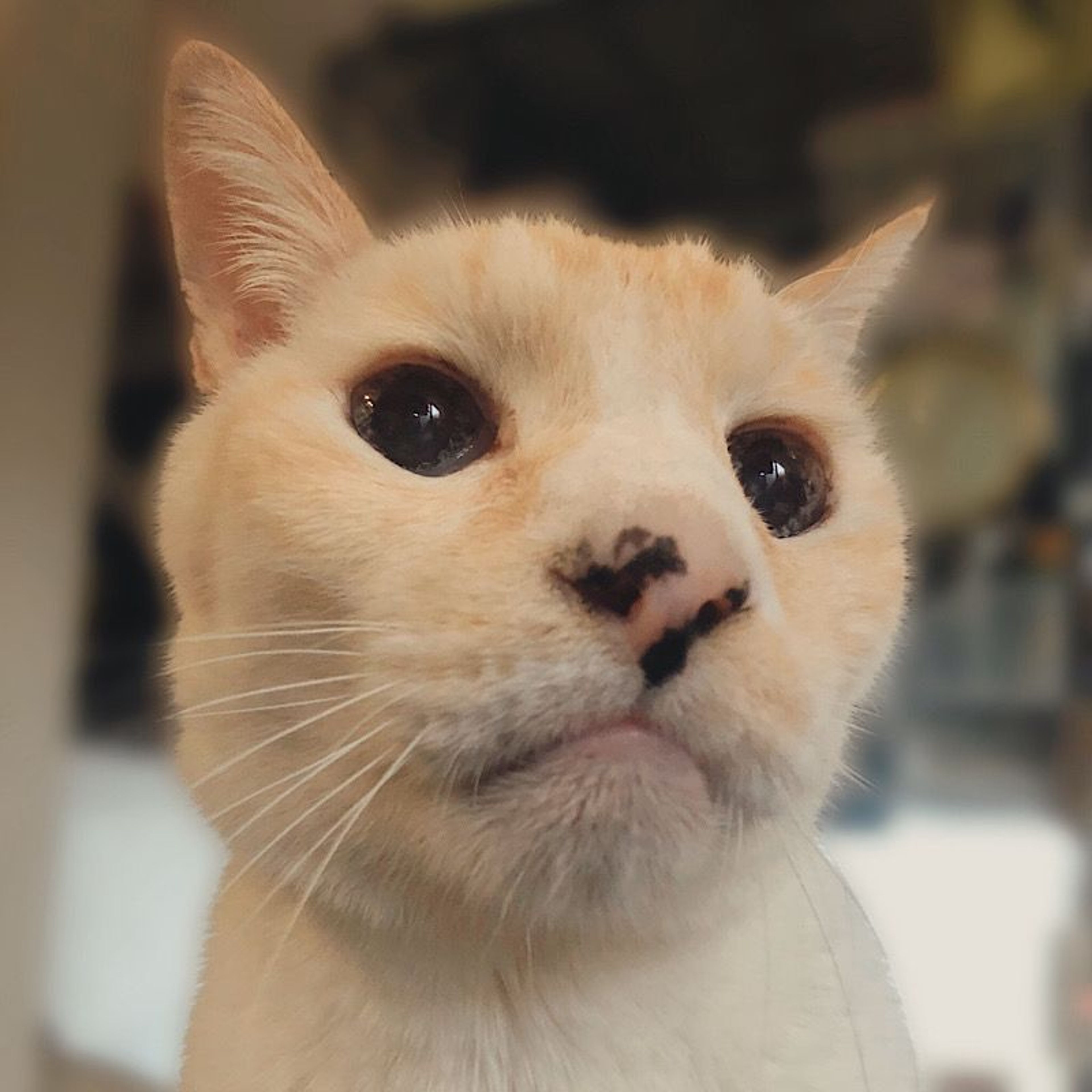 pet-image-6