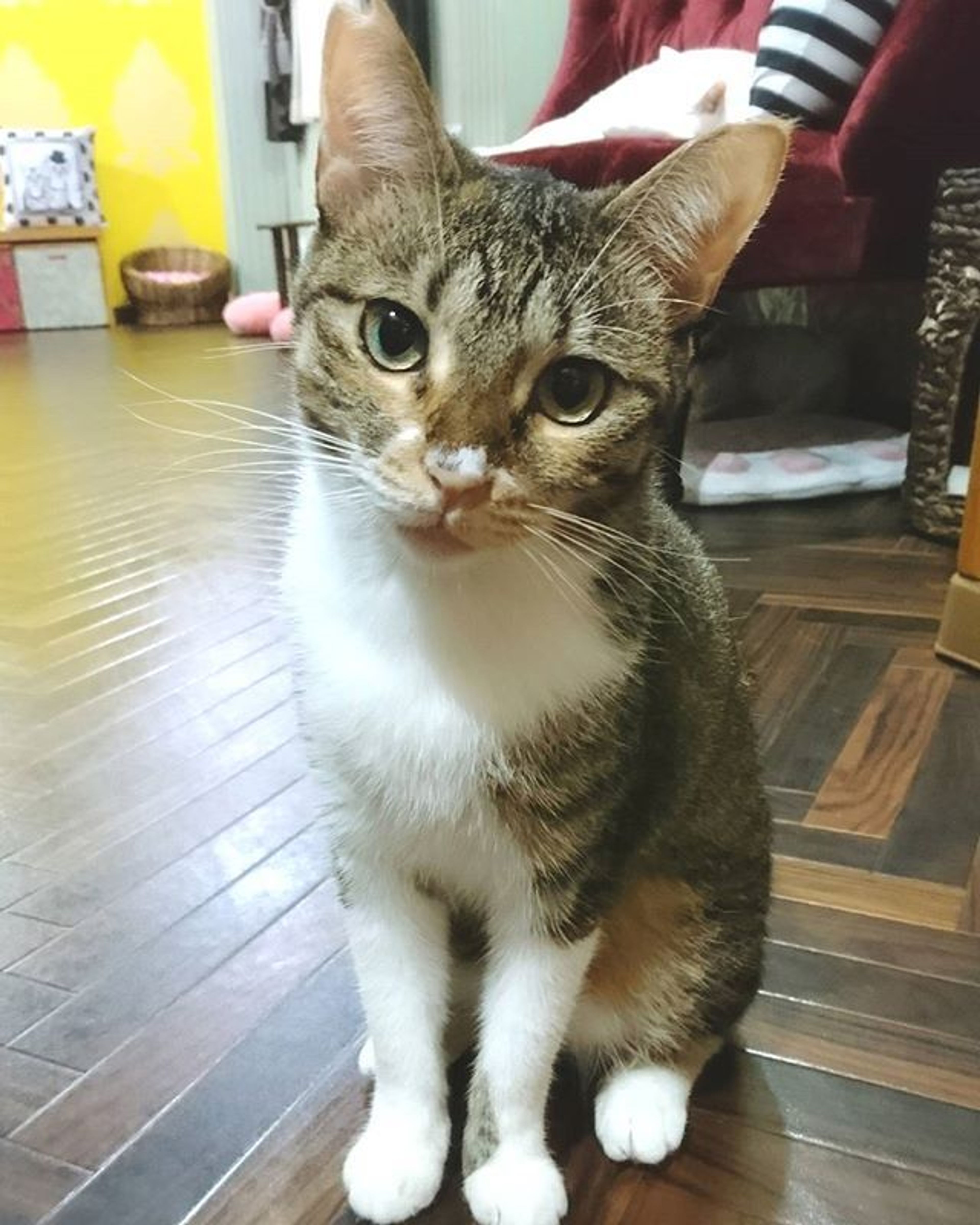 雑種（ミックス猫）・メスの里親募集の写真