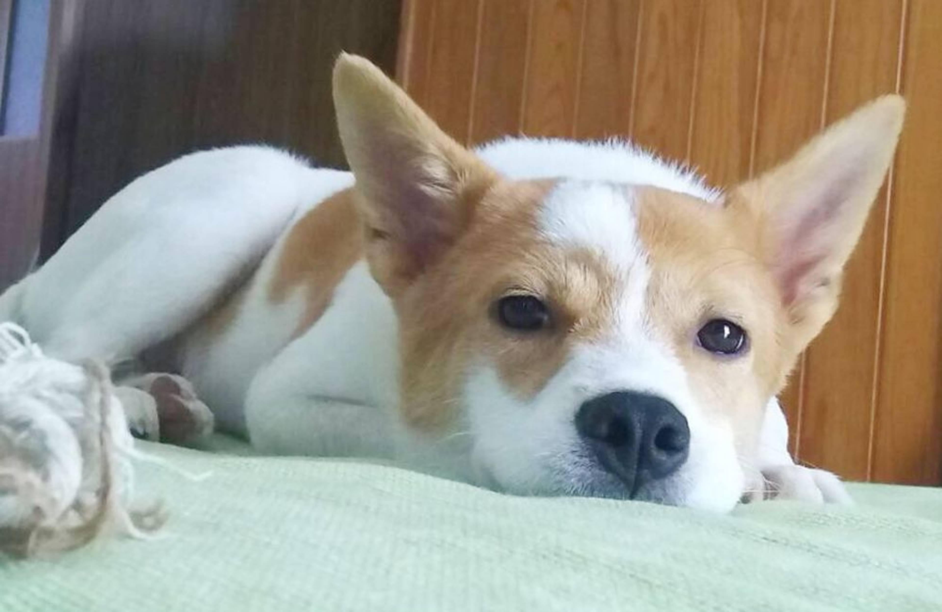雑種（ミックス犬）・オスの里親募集の写真