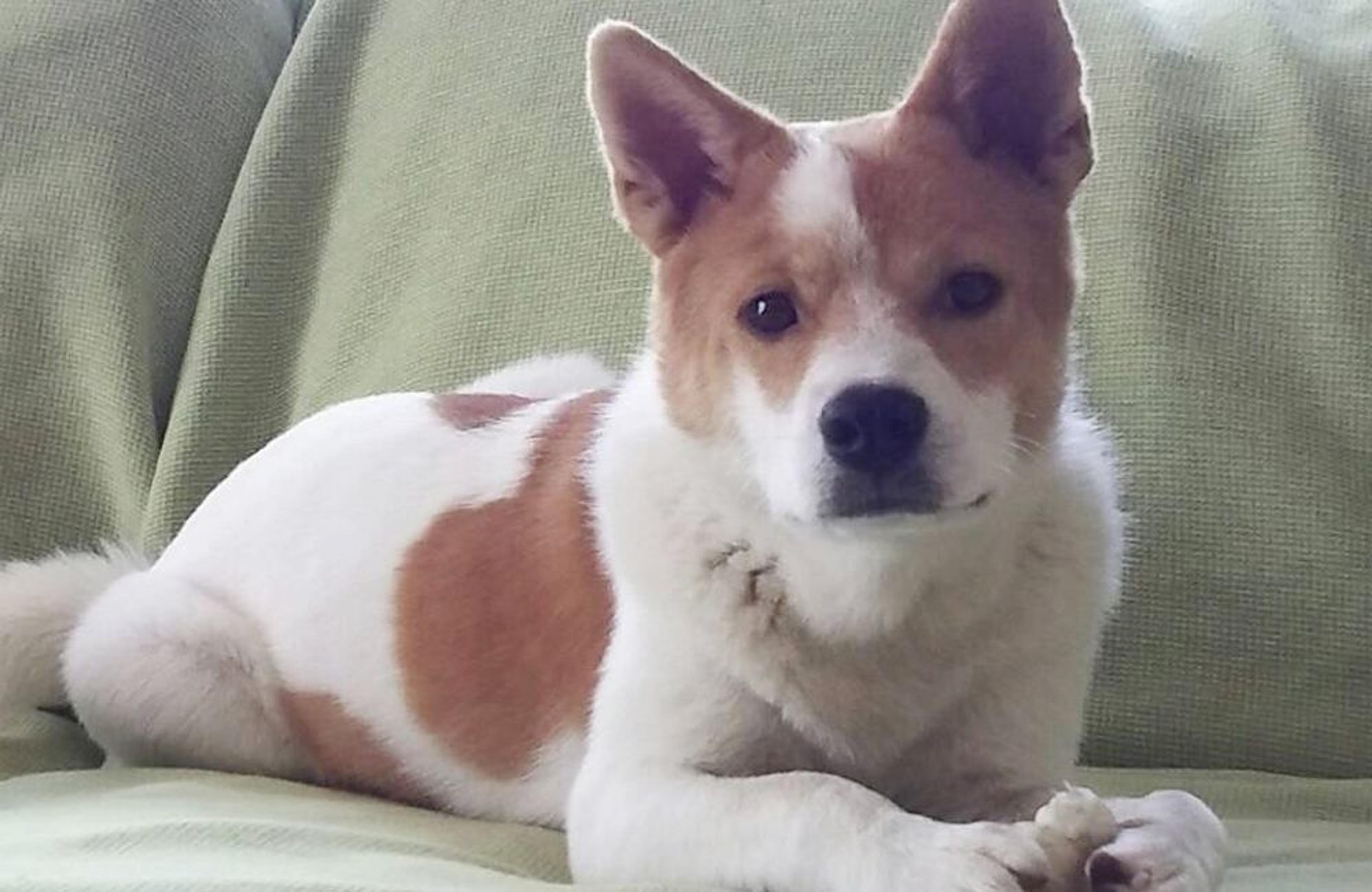 pet-image-2