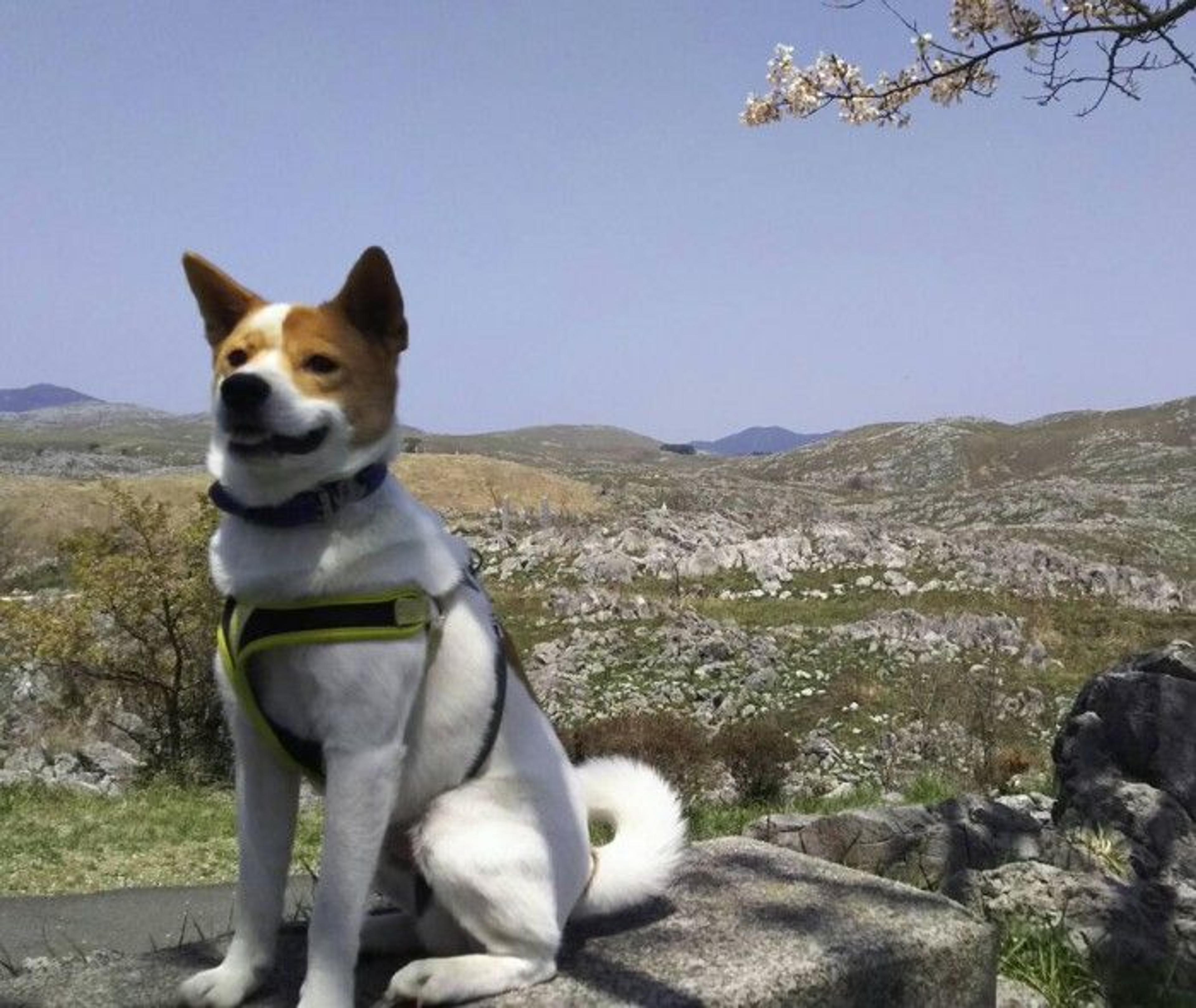 pet-image-3