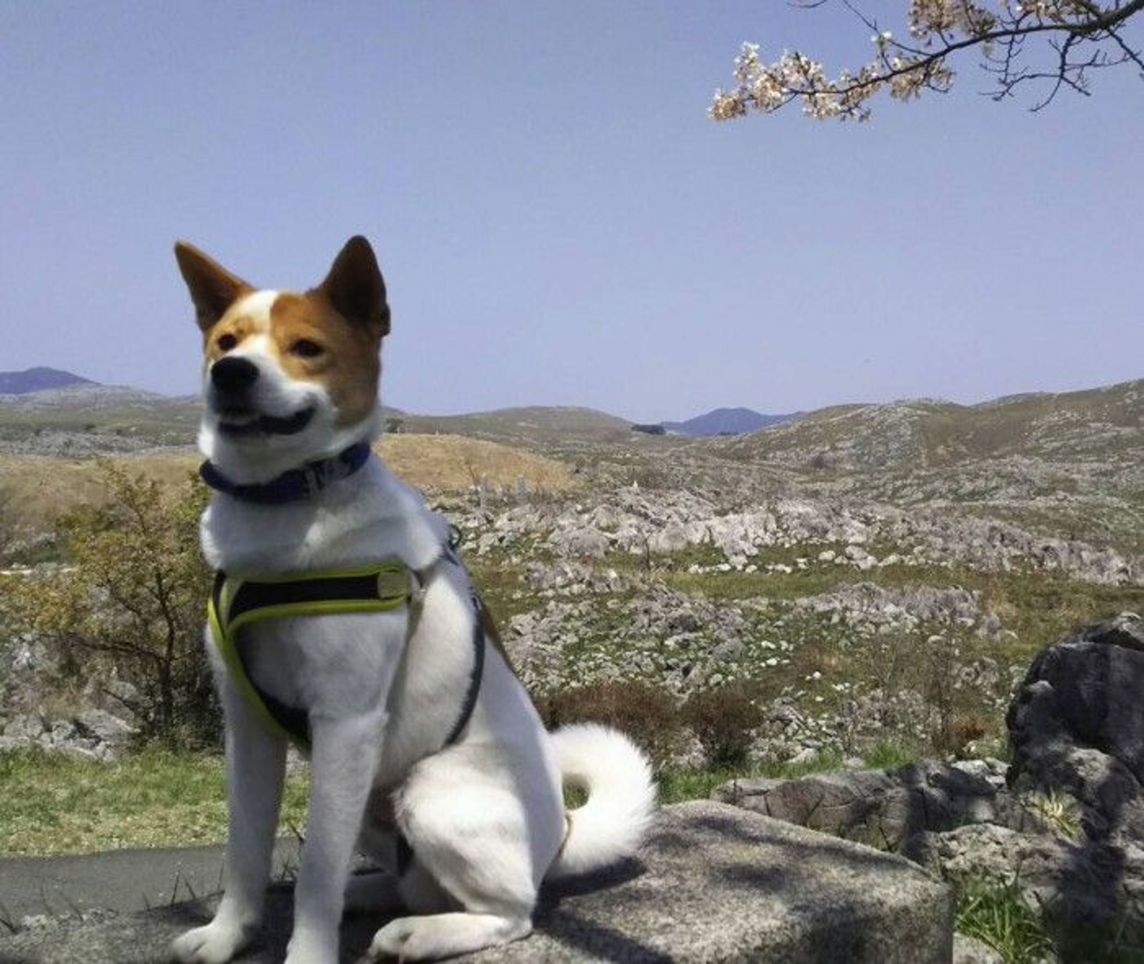 pet-image-3