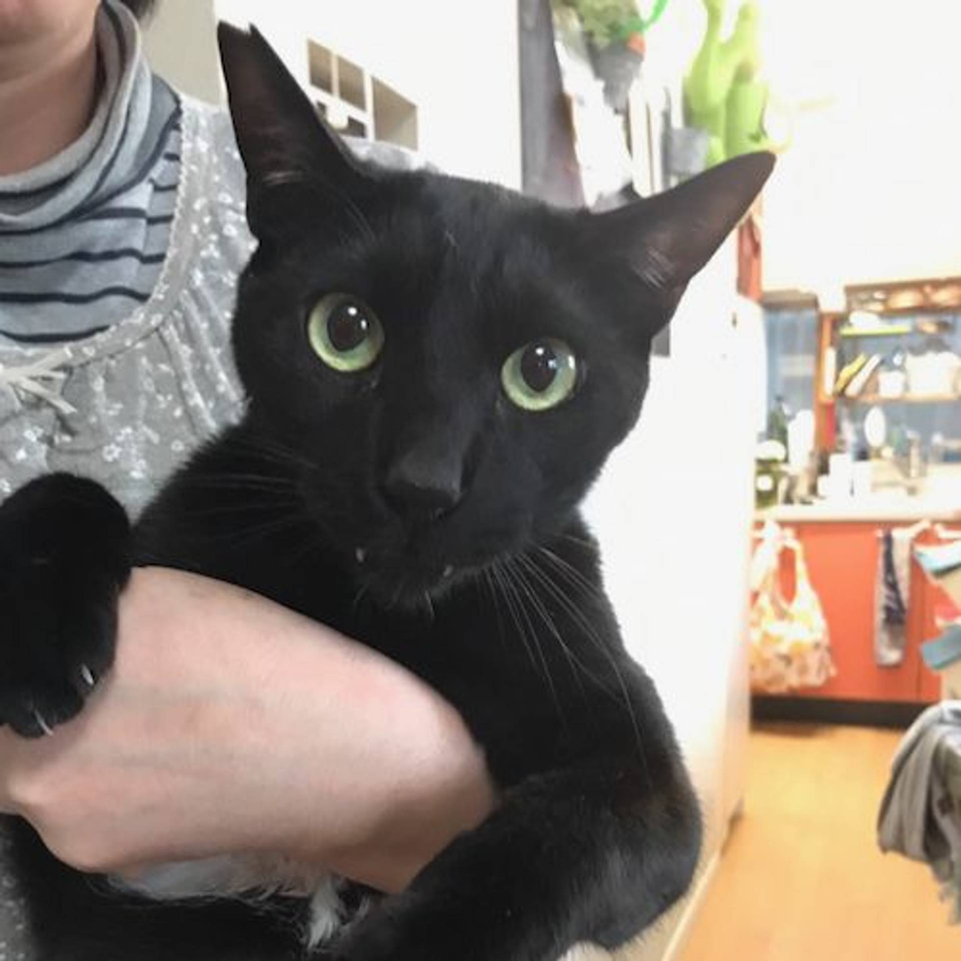 雑種（ミックス猫）・オスの里親募集の写真