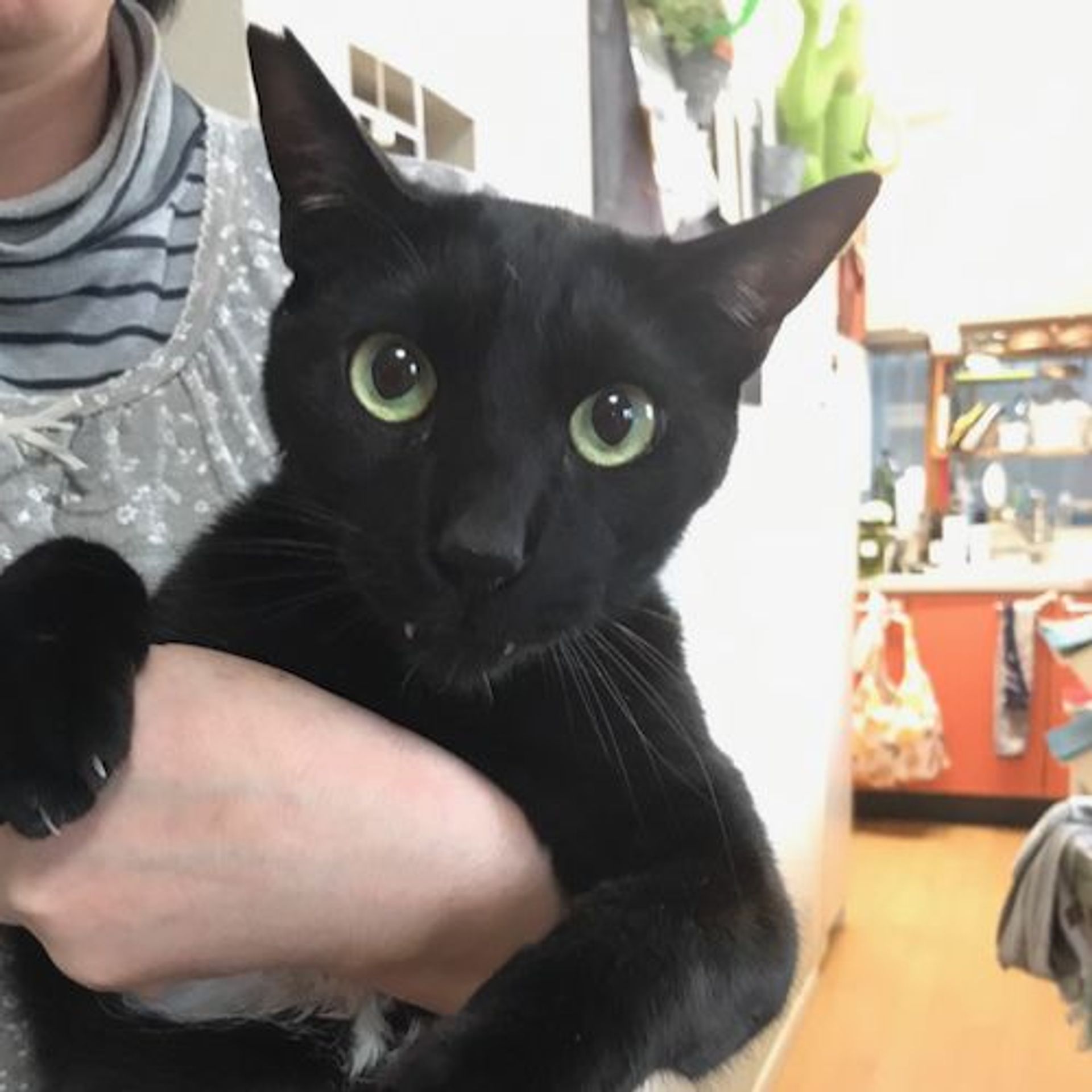 雑種（ミックス猫）・オスの里親募集の写真