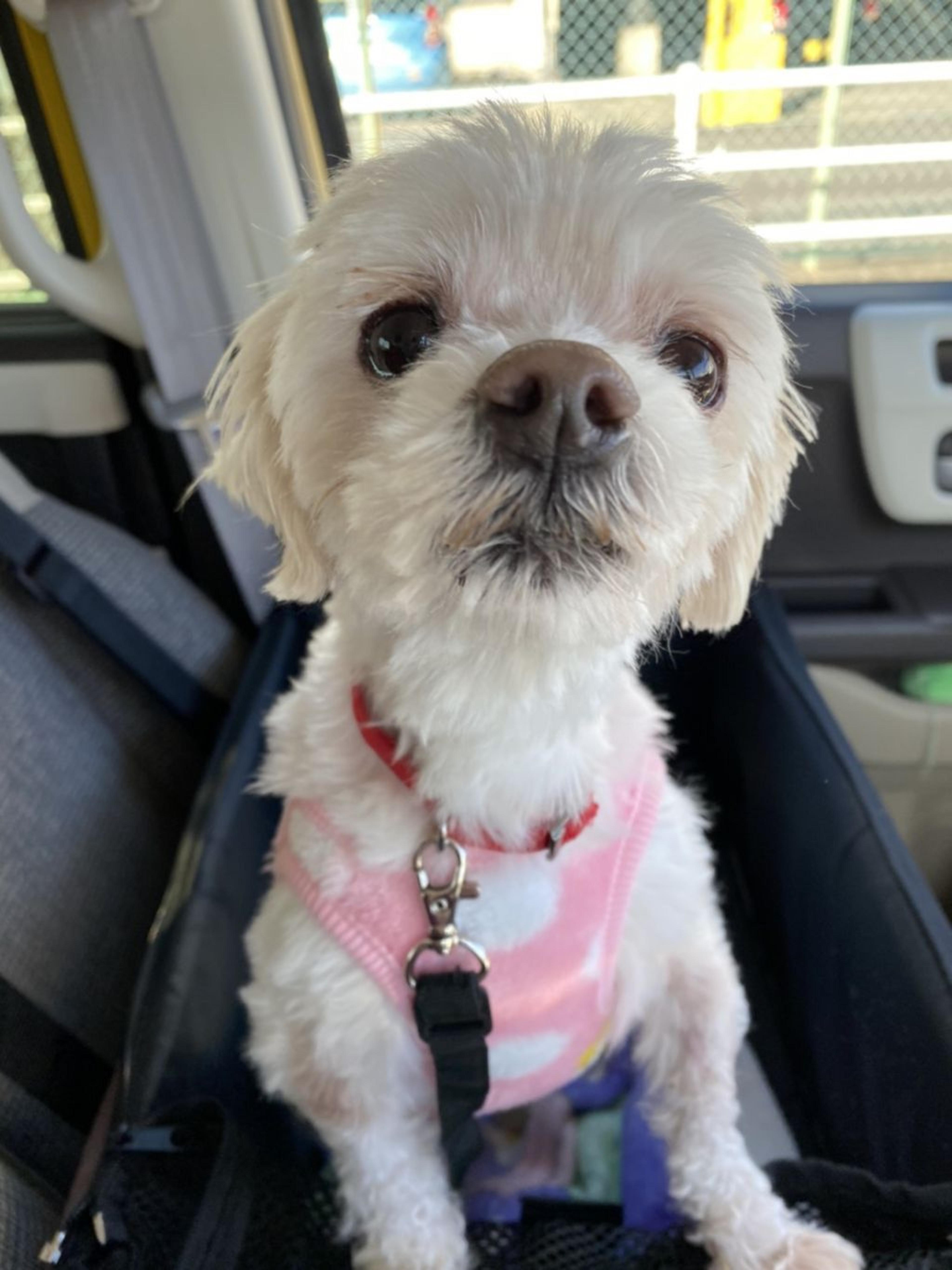 pet-image-2