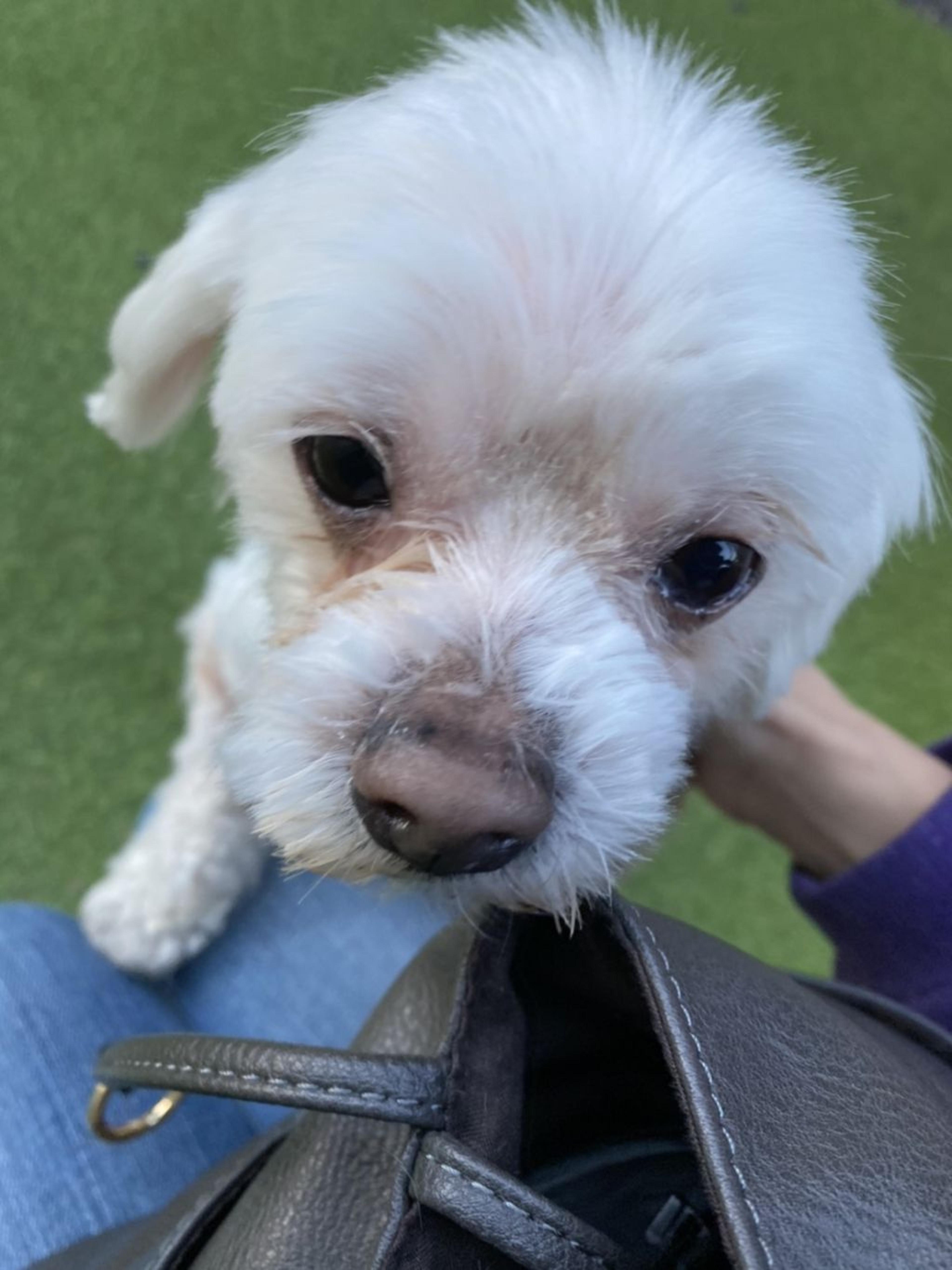 pet-image-3