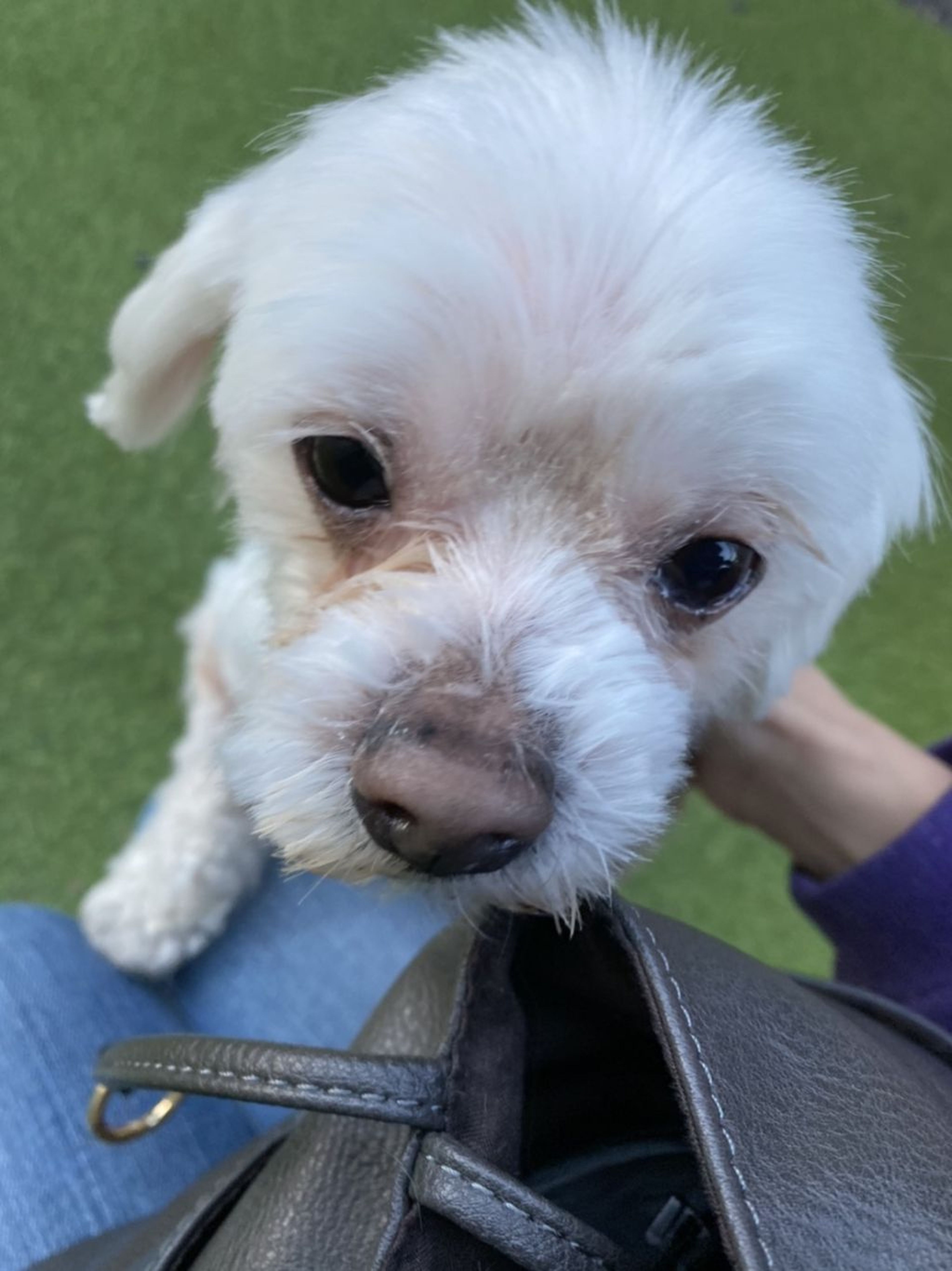 pet-image-3