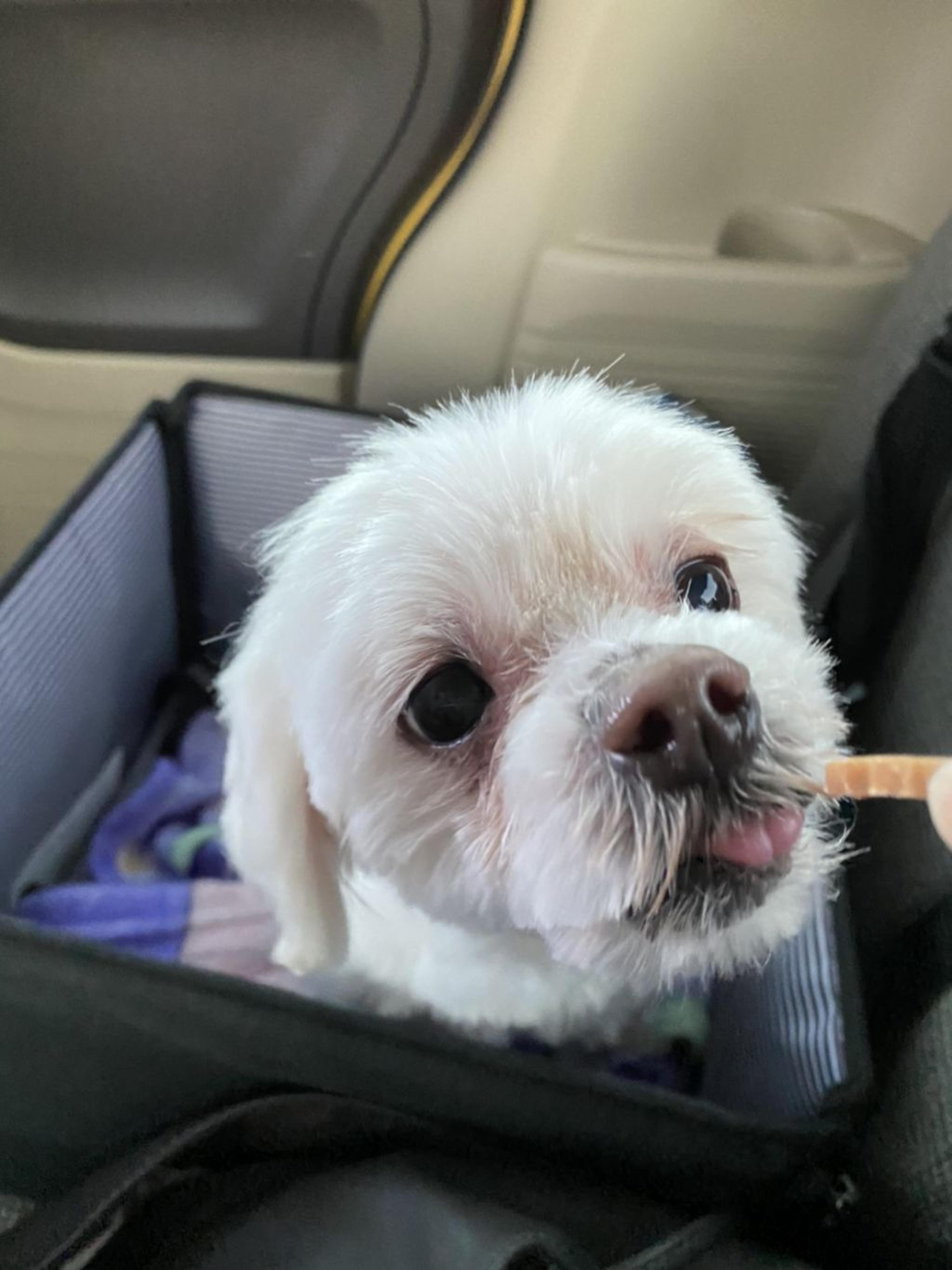 pet-image-4
