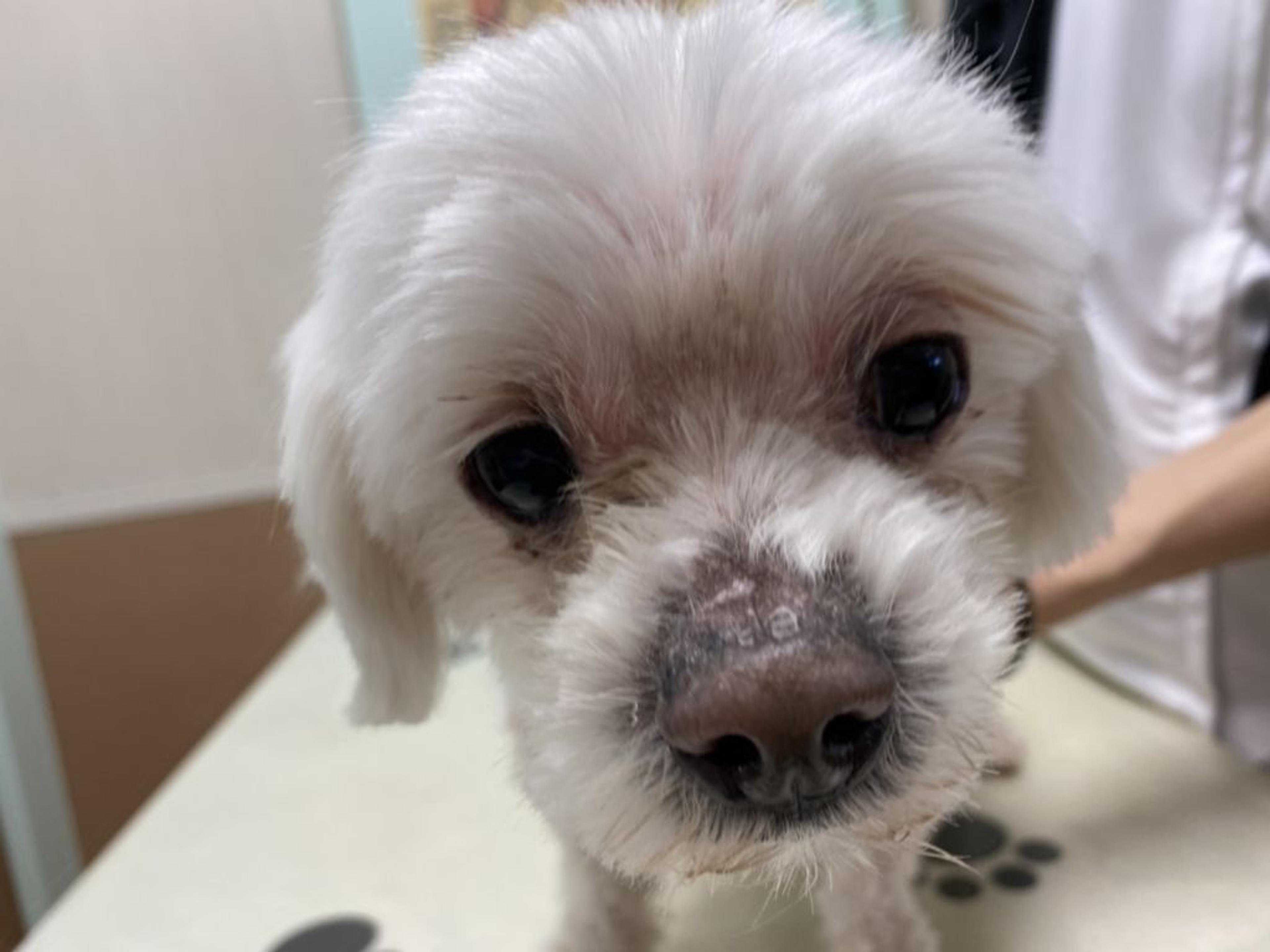 pet-image-6